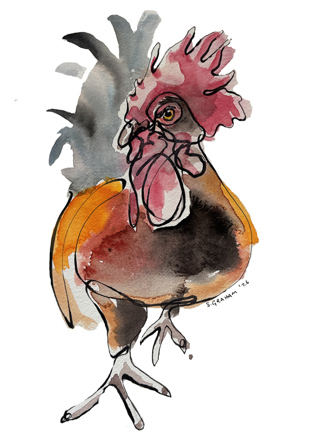 Watercolor illustration of a rooster with colorful feathers and a prominent comb.