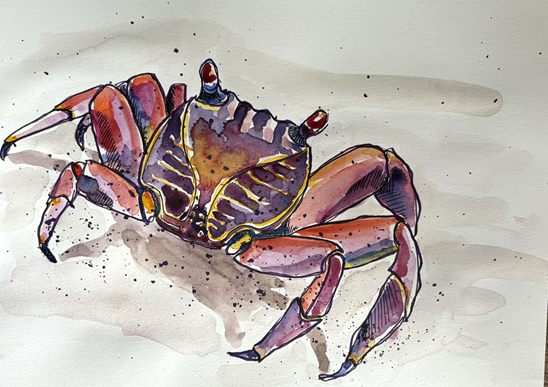 Watercolor painting of a crab with vibrant colors and detailed shading.