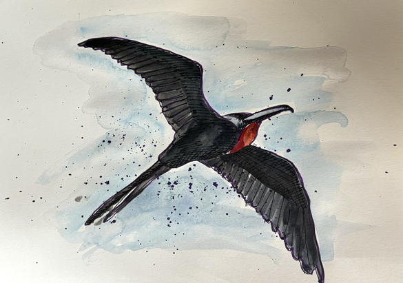 Watercolor painting of a flying bird with black wings and a red face against a light blue and gray background.