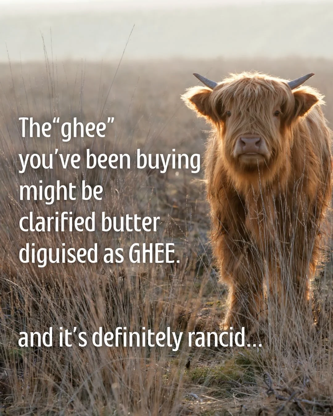 If you&rsquo;ve been eating rancid butter oil 🤢 disguised as ghee,
I&rsquo;m sorry. 

But I have some good news. 🗞️ 

We sell real ghee. 💛💛💛