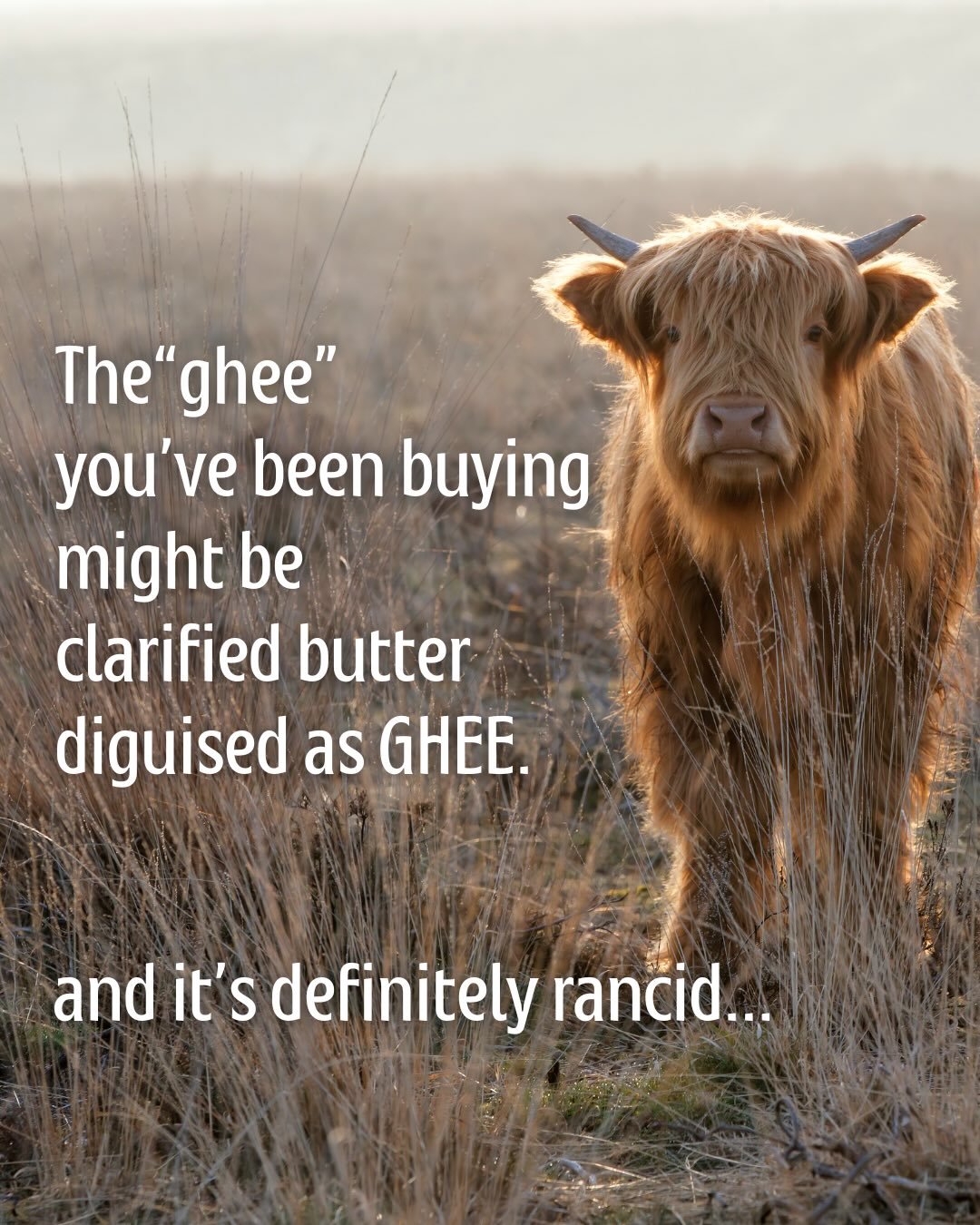 If you&rsquo;ve been eating rancid butter oil 🤢 disguised as ghee,
I&rsquo;m sorry. 

But I have some good news. 🗞️ 

We sell real ghee. 💛💛💛