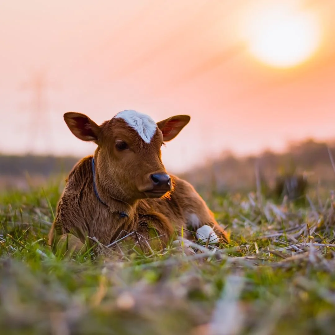A young calf resting on grass at sunset, with a blurred sunset sky in the background.
