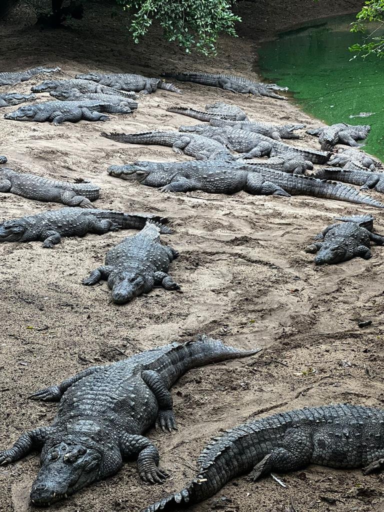 Mugger Crocodile Conservation