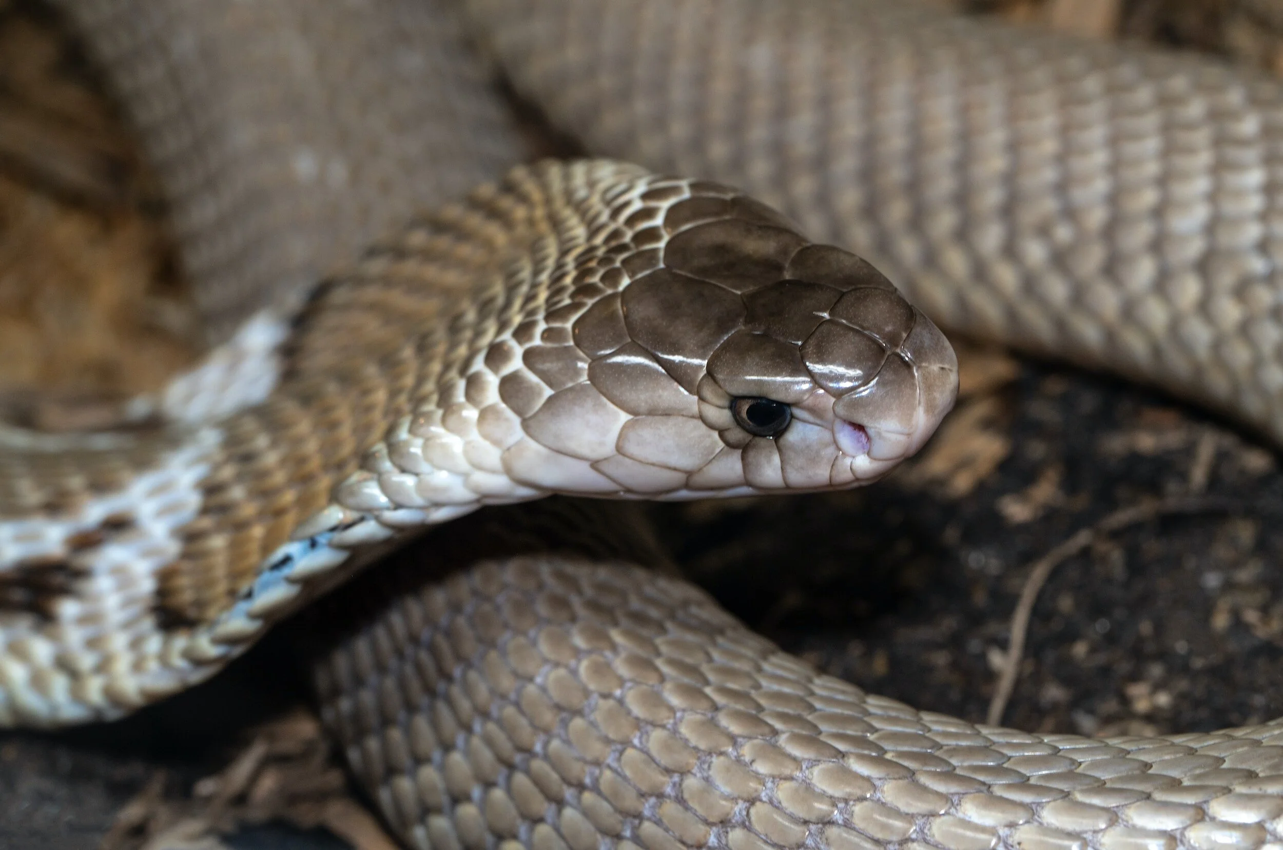 Snake Conservation & Snakebite Mitigation