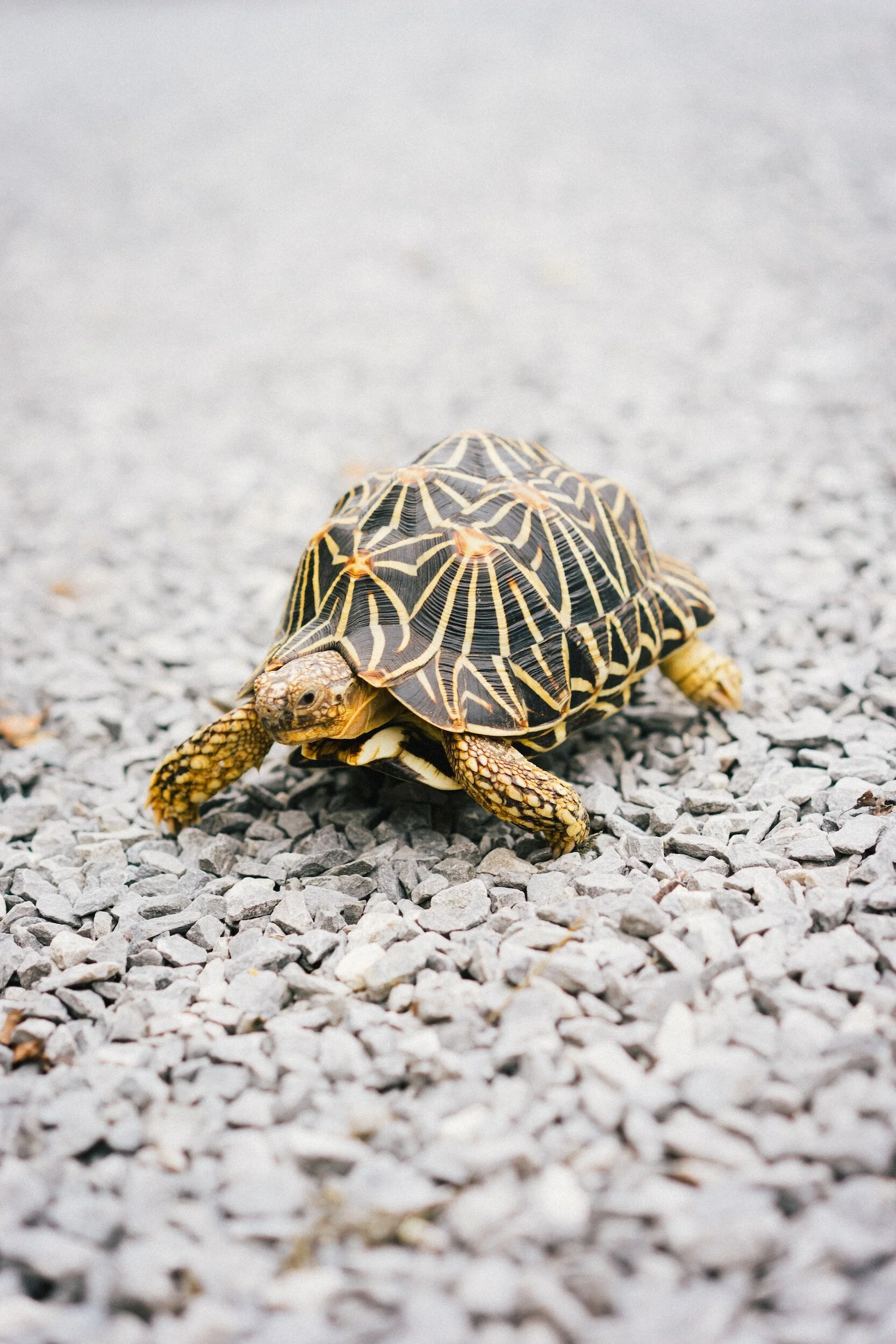 Freshwater Turtle & Tortoise Conservation
