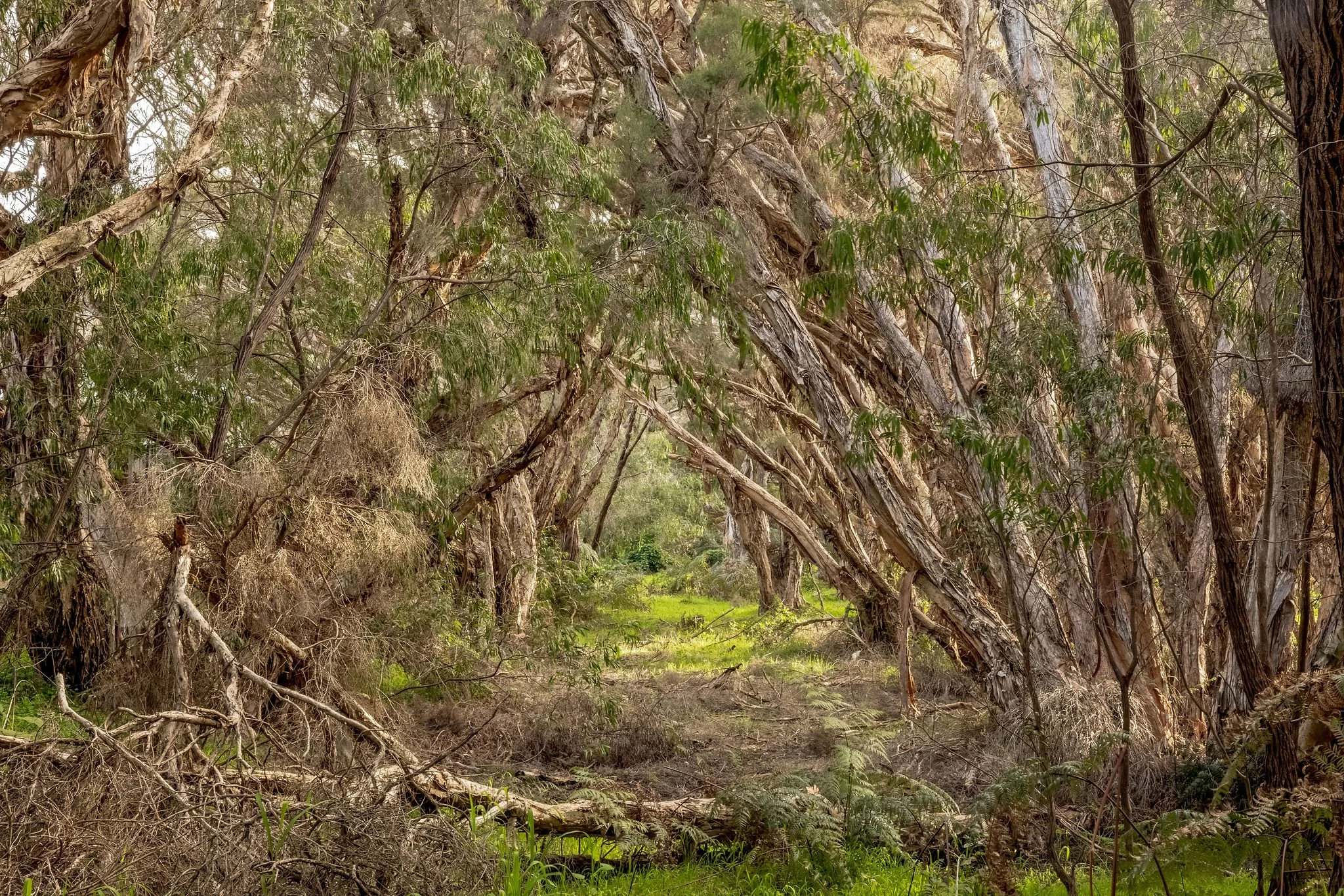Peppermint tree bushland beside Seastream Haven, Dunsborough holiday home