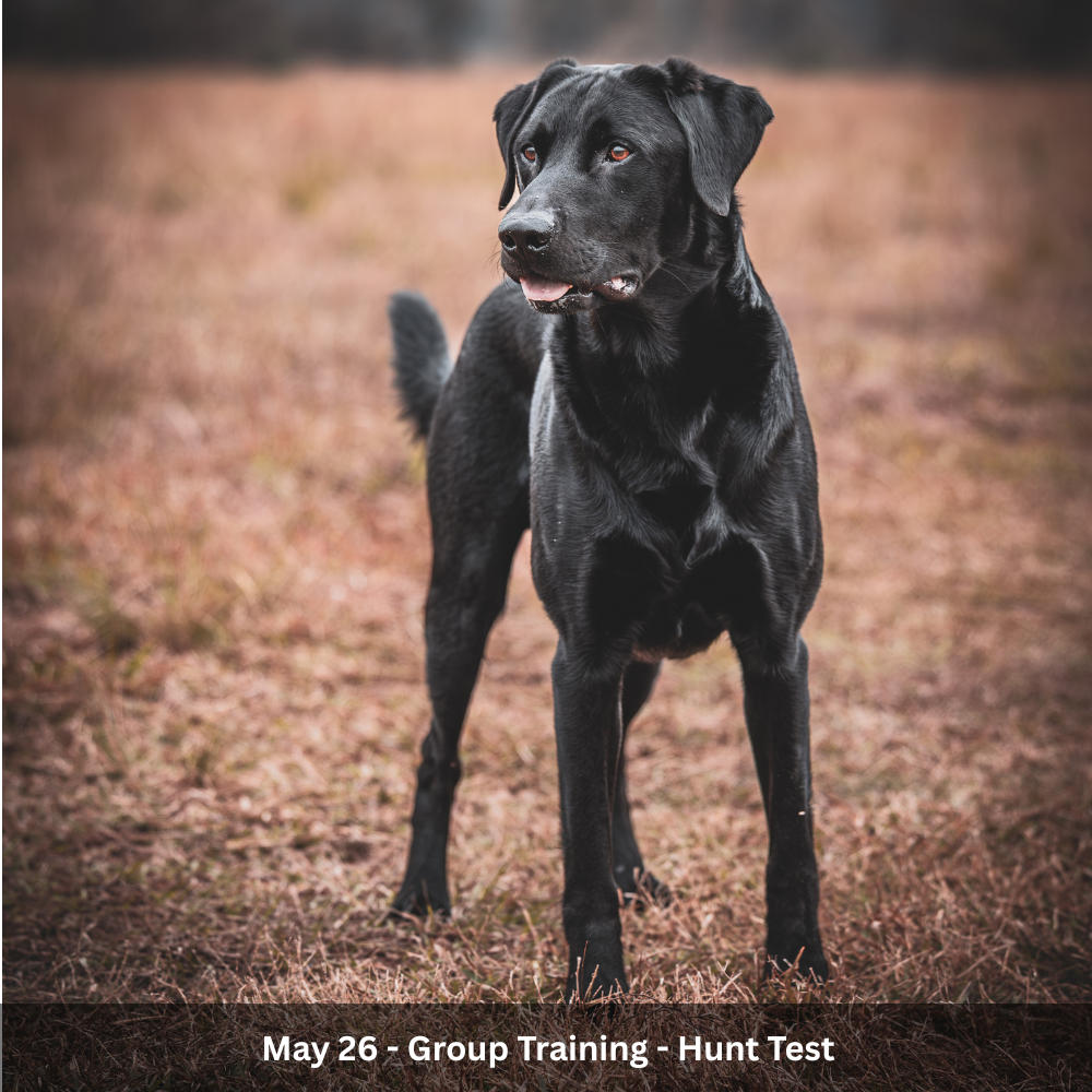 July 1st - Group Training - Hunt Test (11).png