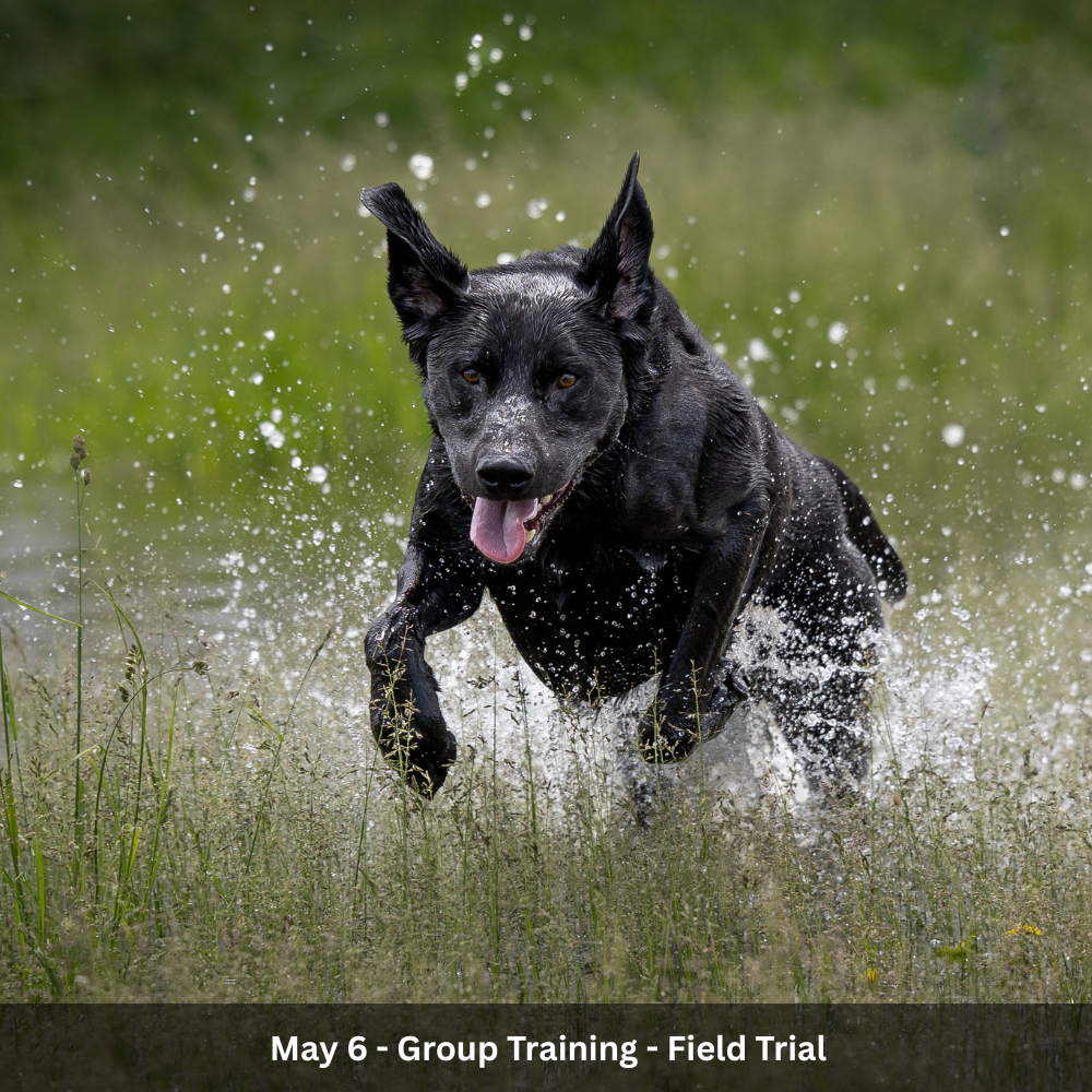 July 1st - Group Training - Hunt Test (7).png