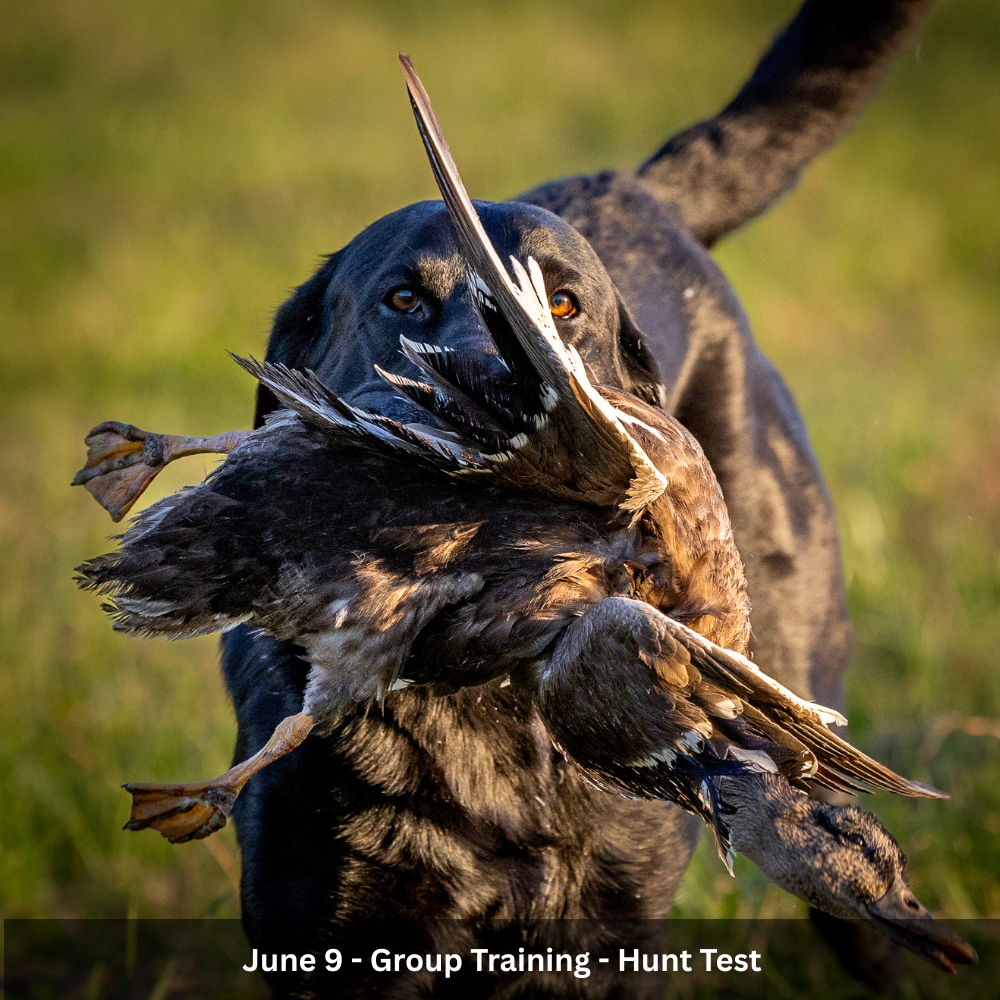 6/9 Group Training - Hunt Test
