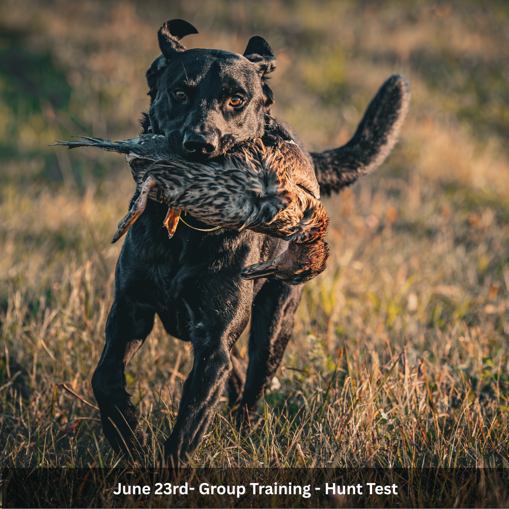 6/23 Group Training - Hunt Test