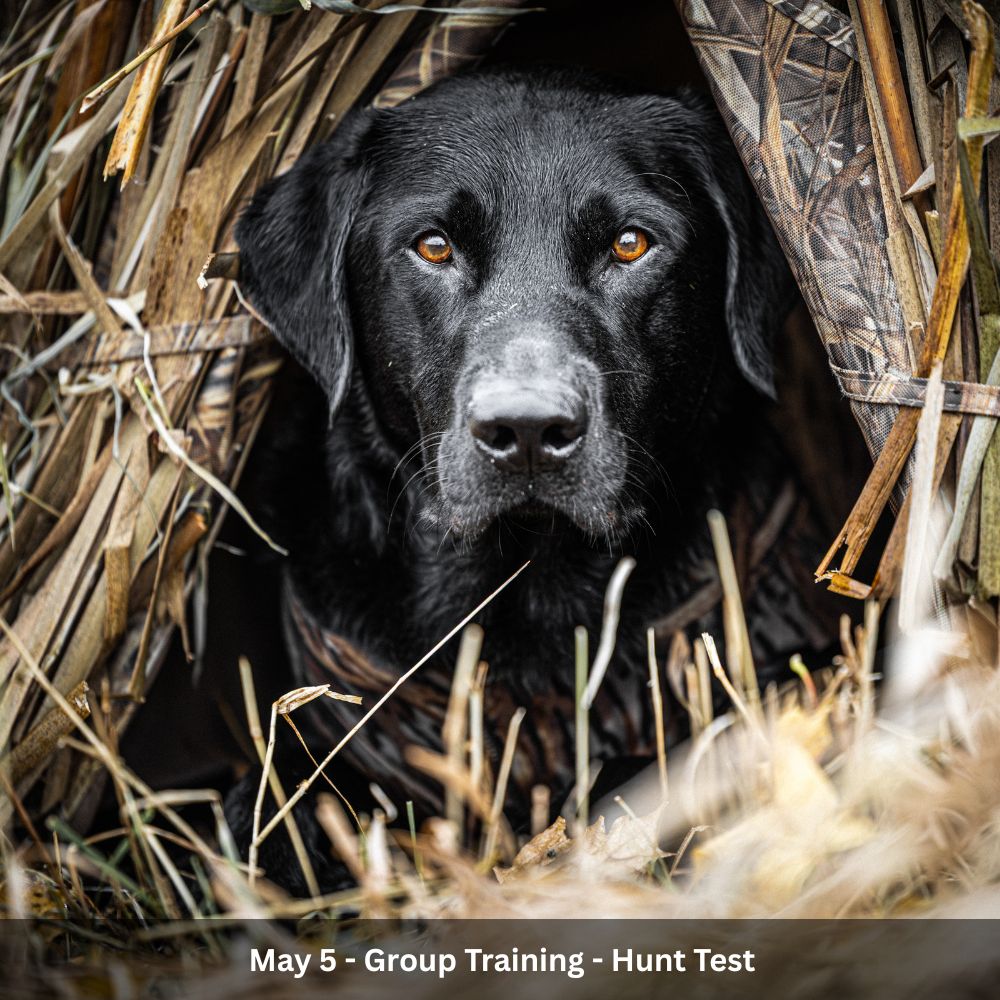 July 1st - Group Training - Hunt Test (9).png