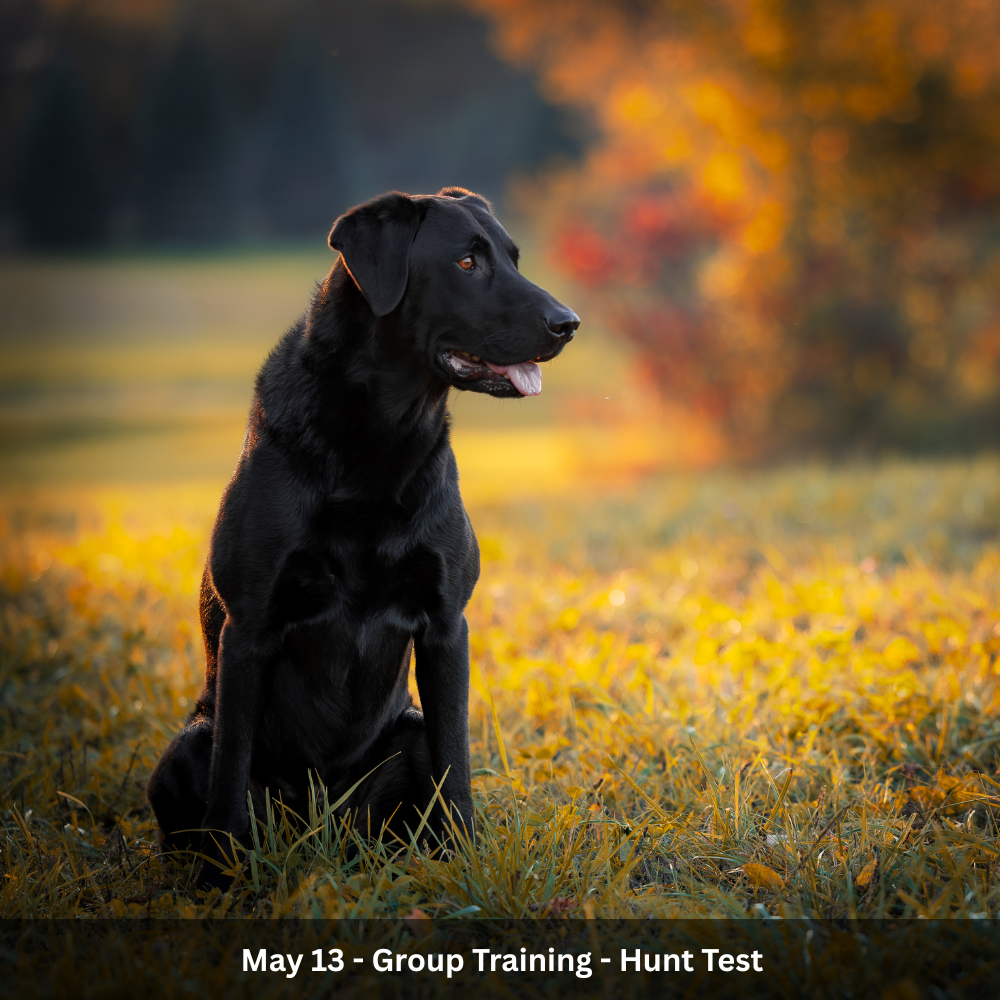 July 1st - Group Training - Hunt Test (10).png