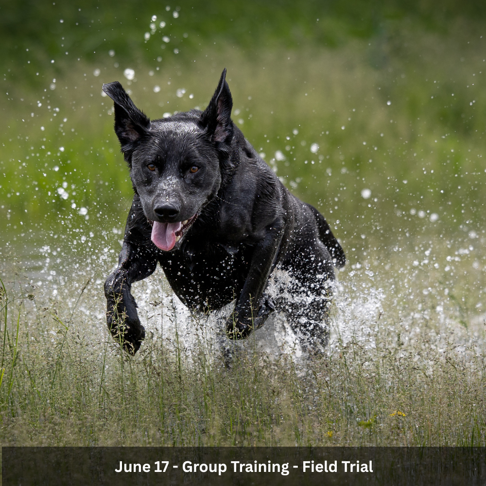 6/17 Group Training - Field Trial