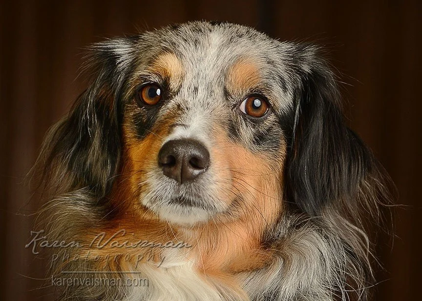 Pet photography sample