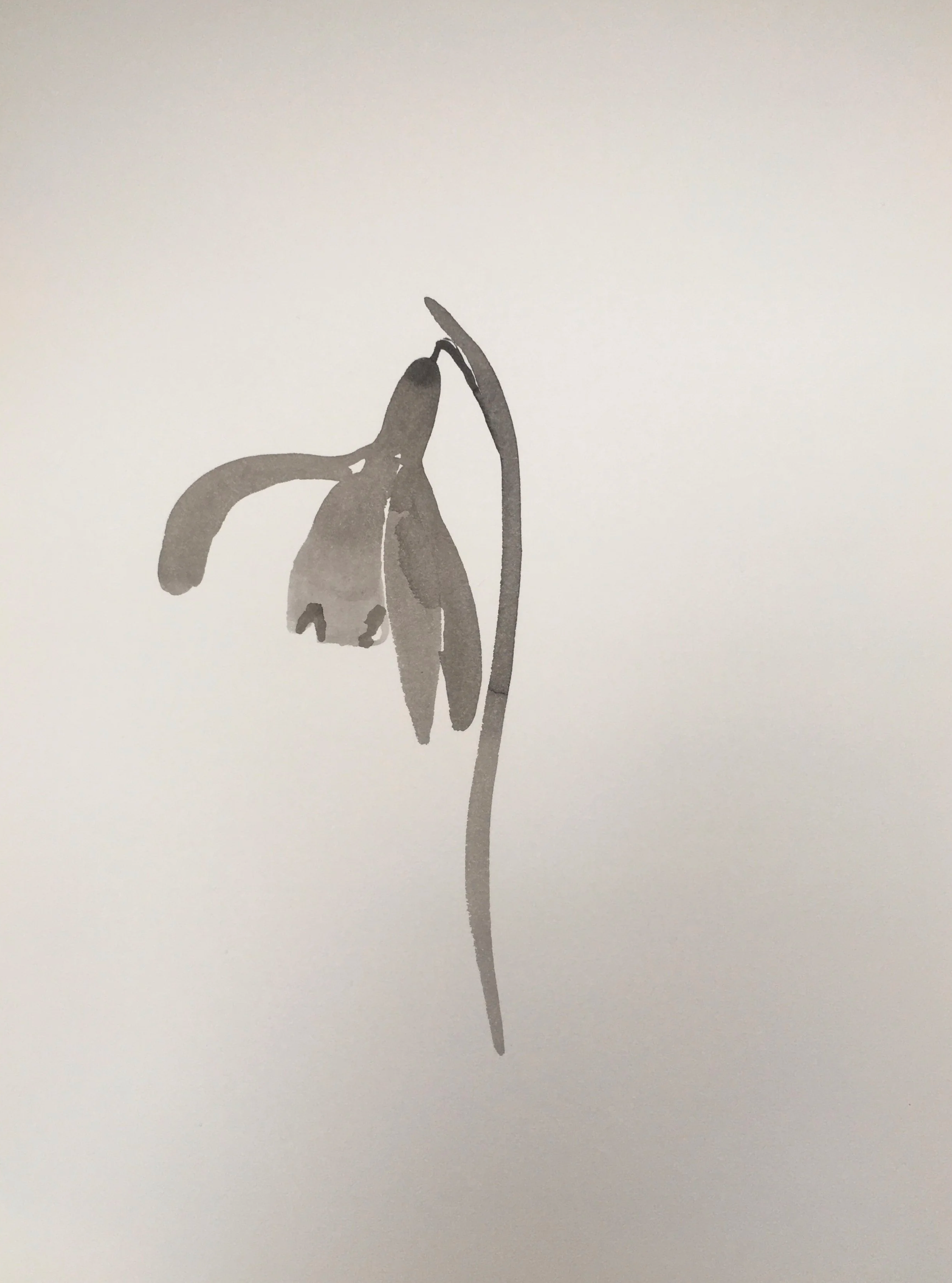 Snowdrop - Japanese ink paining - January 25–29水沢腹堅
Kiwamizu kōri tsumeru Ice thickens on streams