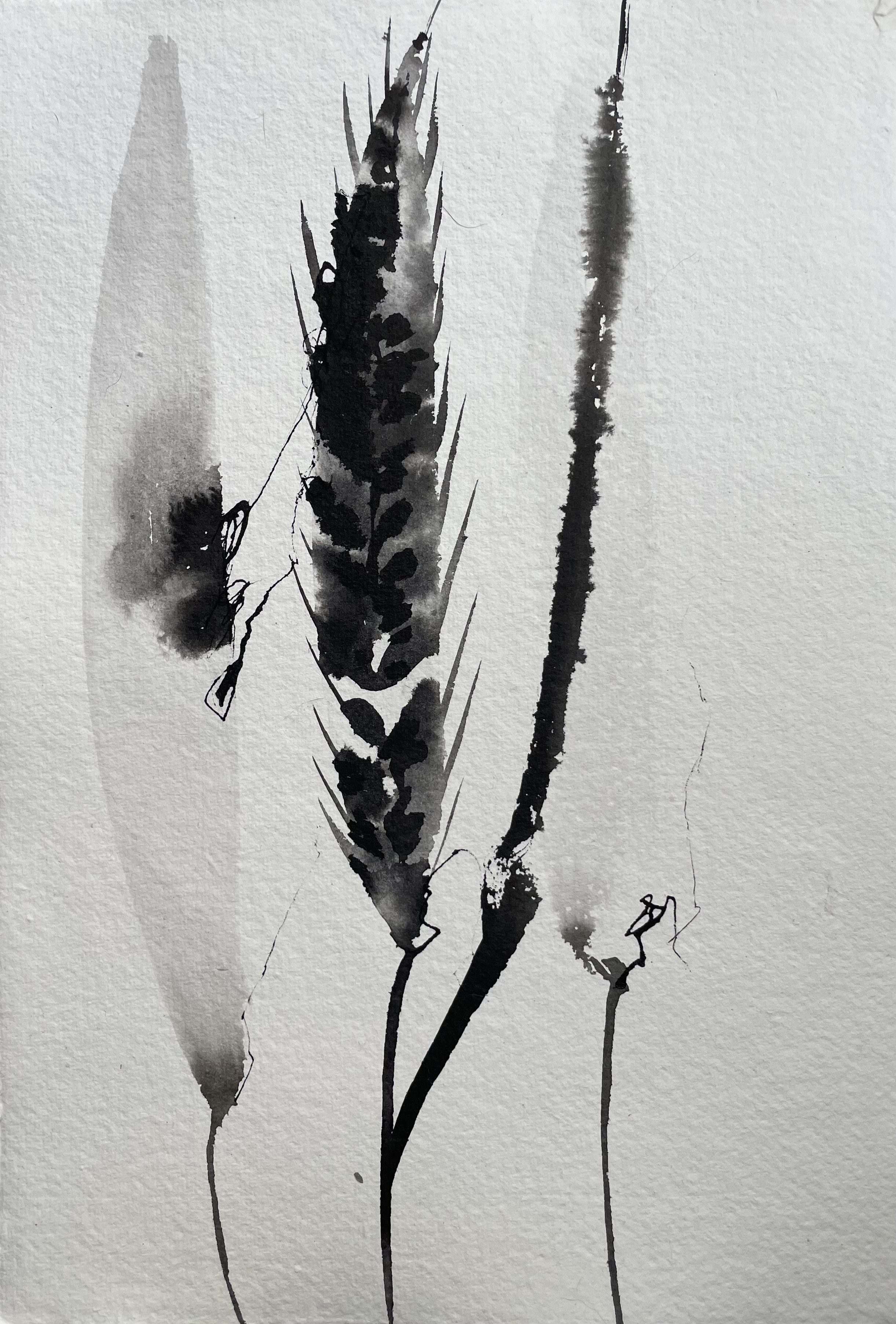 Wheat - Japanese ink painting