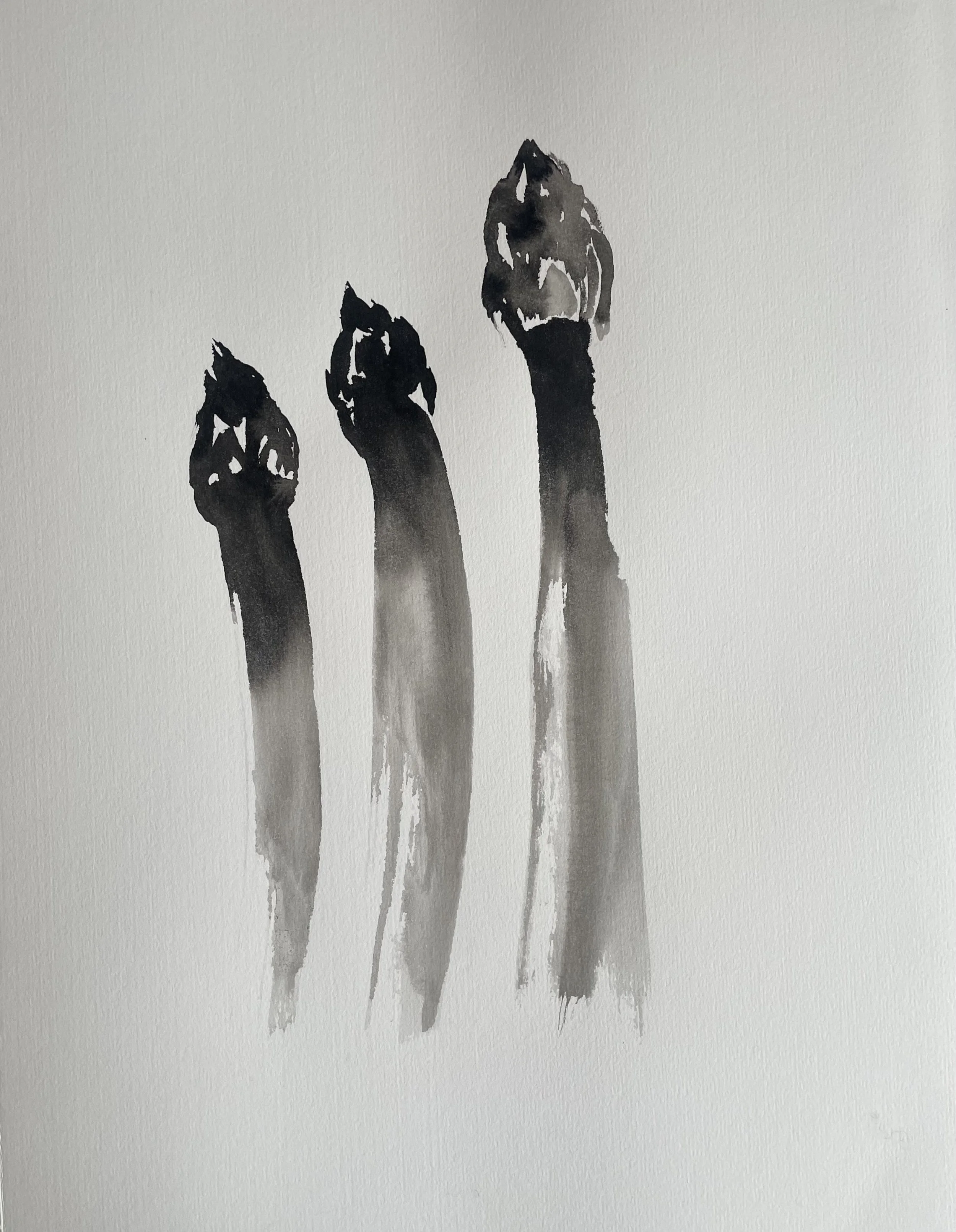 Ink painting Asparagus by Vivienne Schadinksy