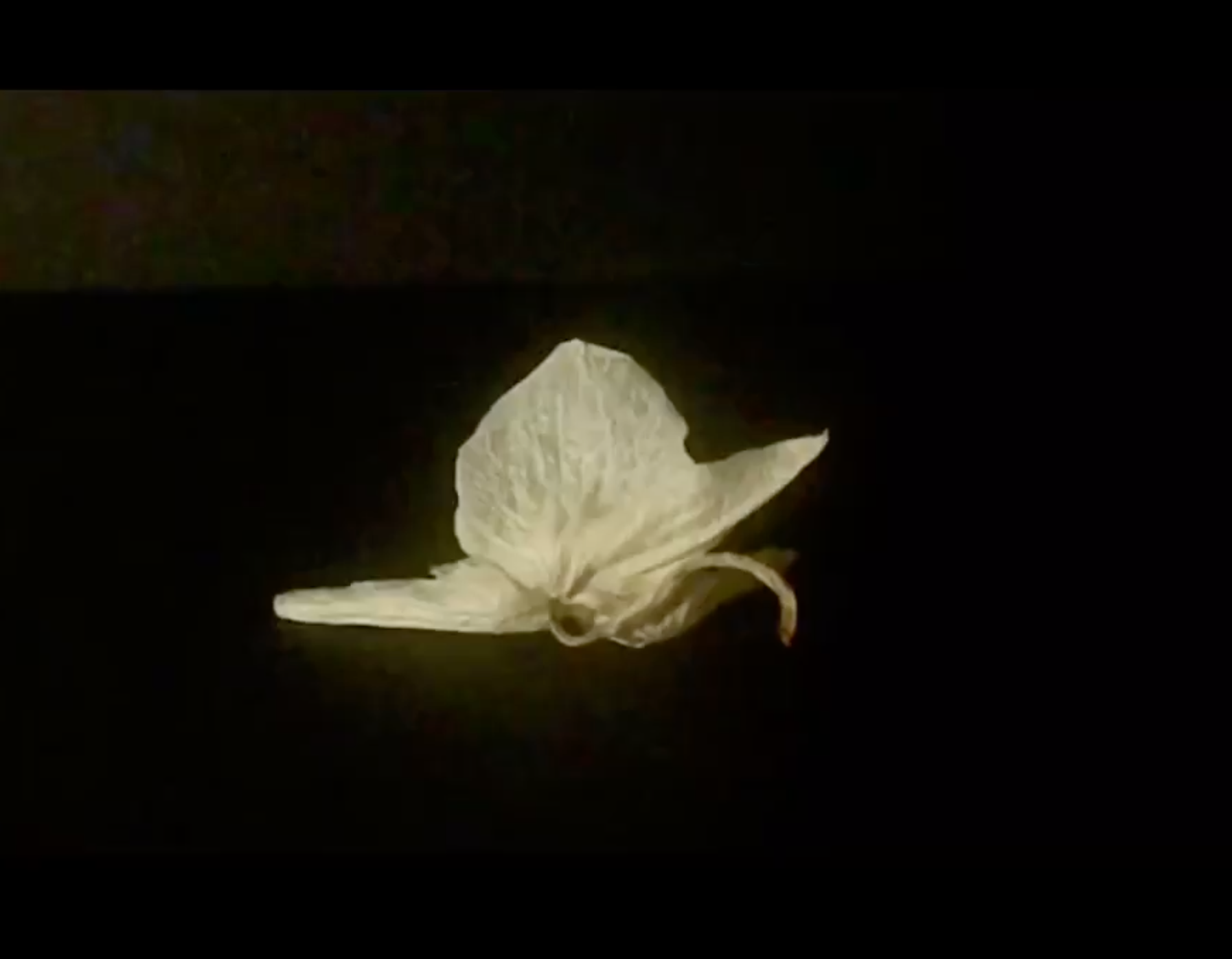Still of a orchid blossom from short film by Vivienne Schadinsky