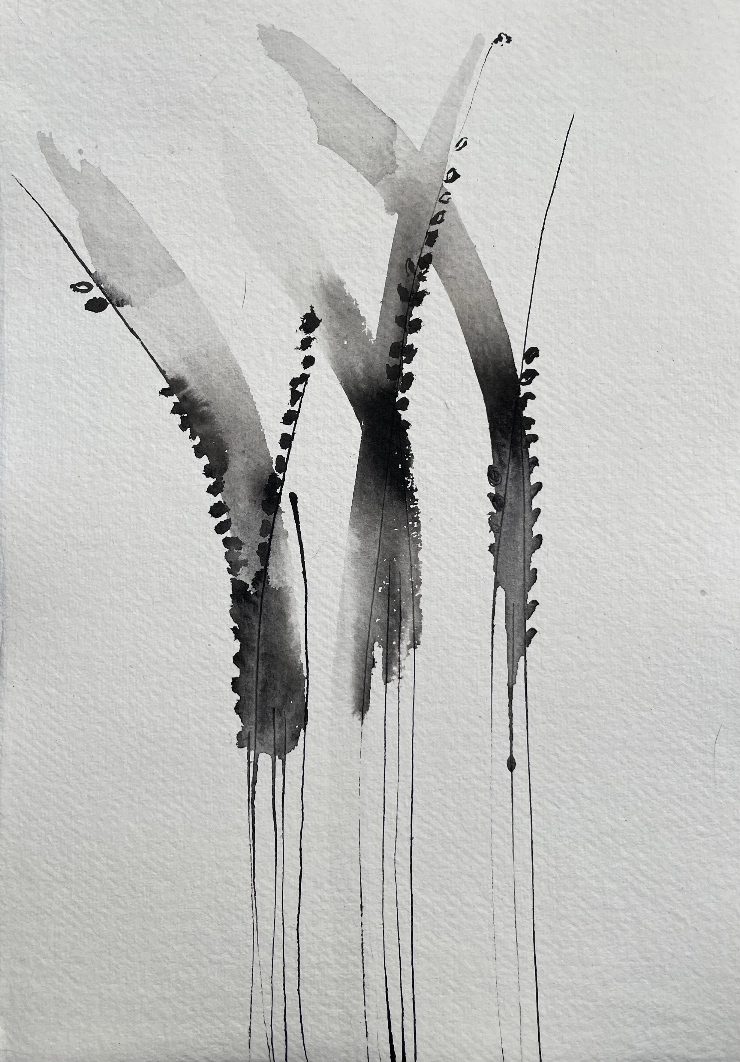 Ink painting rice plant by Vivienne Schadinksy
