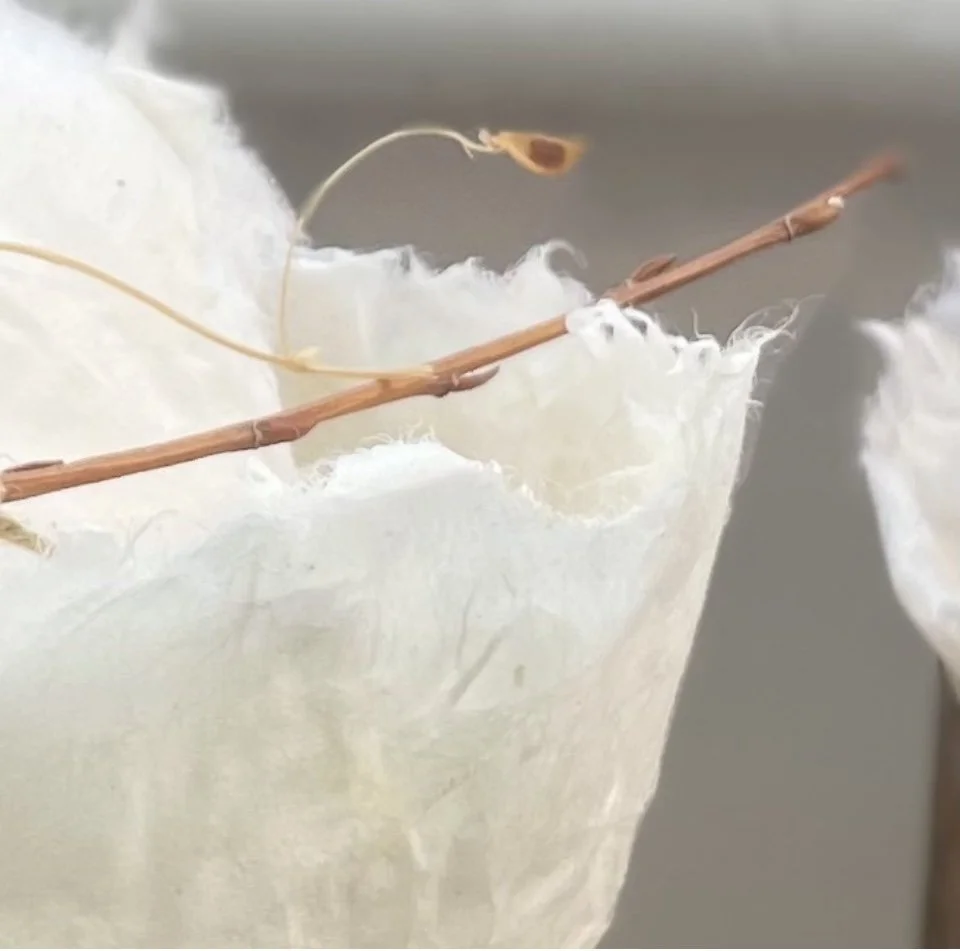 Opes — 2025, Japanese Washi Paper and dried lentil plant on a solid wooden block