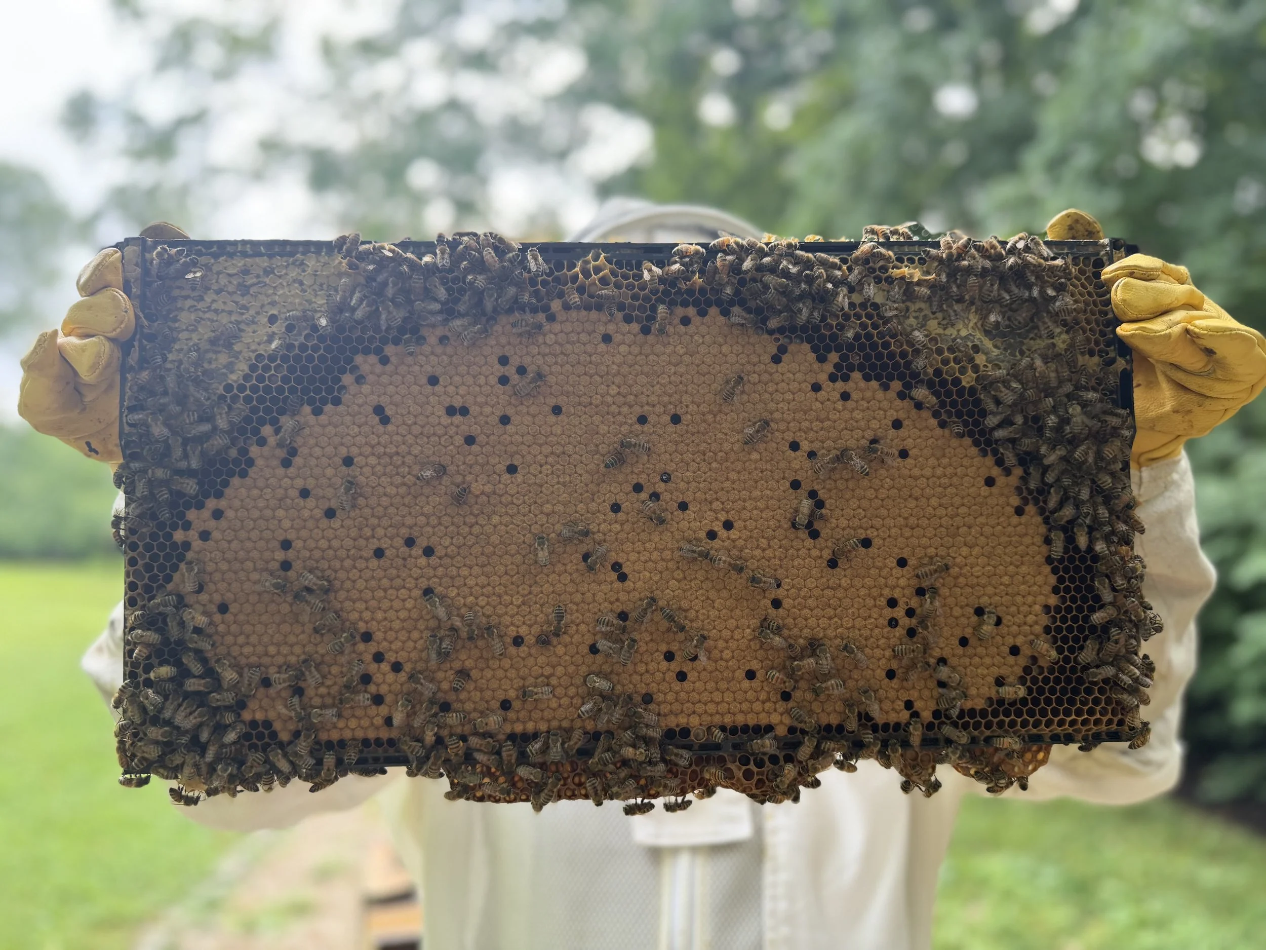 Beekeeper holding up a frame of honeycomb covered in bees