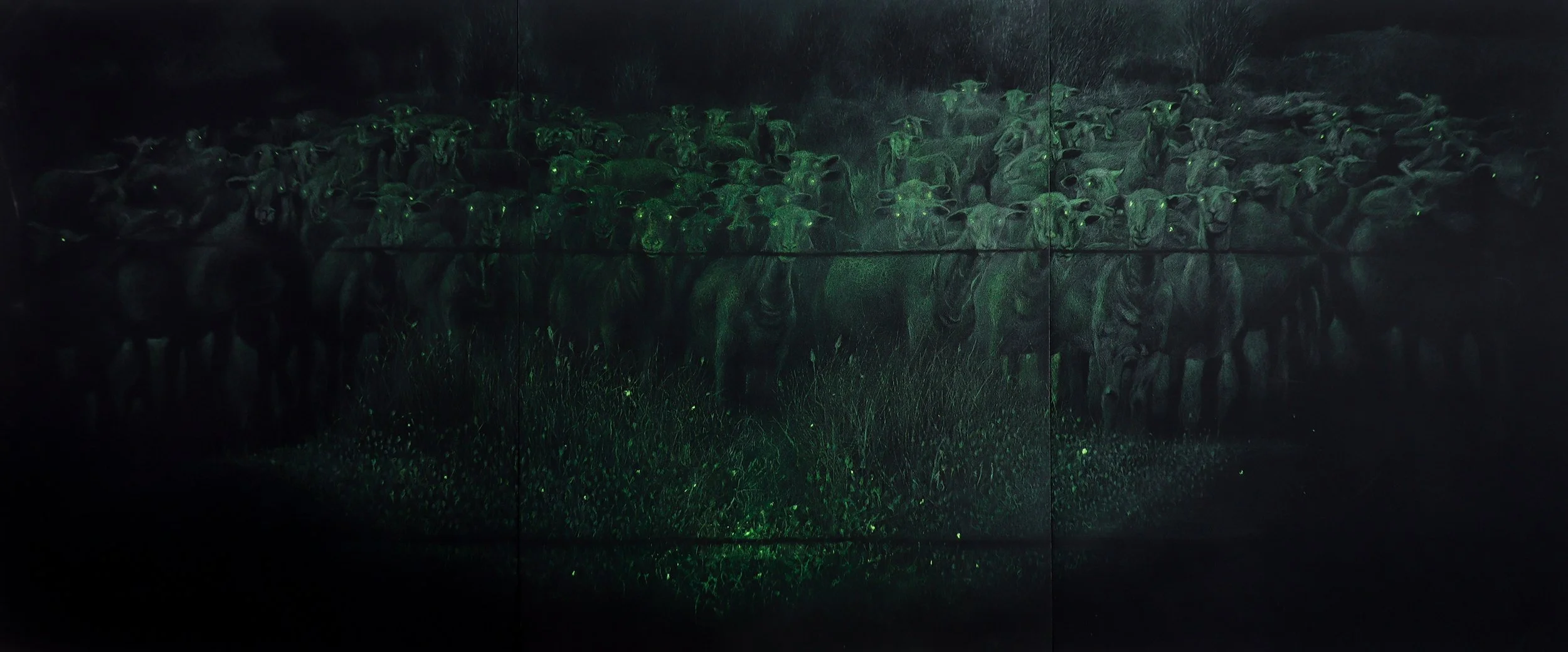 tapetum lucidum entier 1.jpg