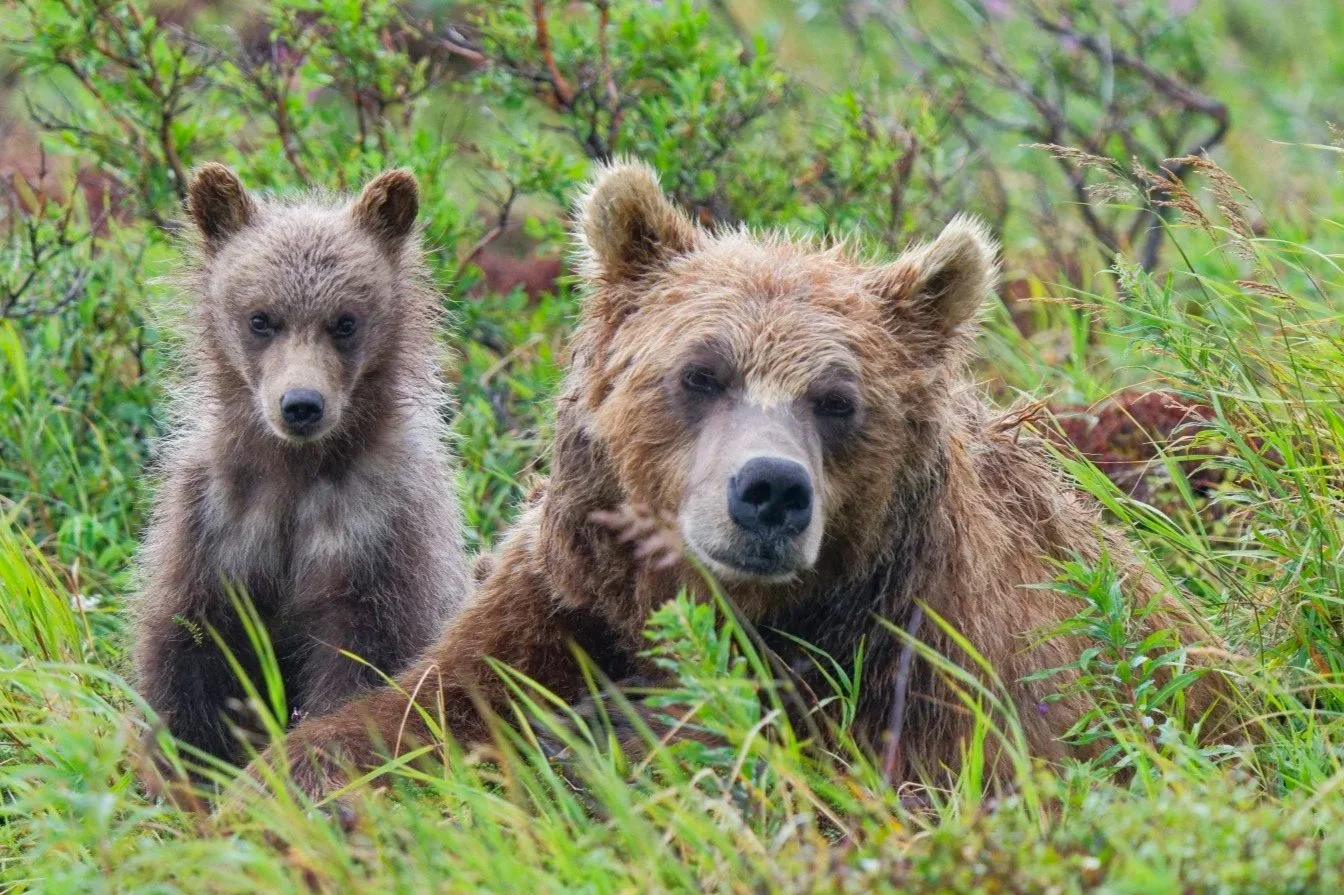 Bears