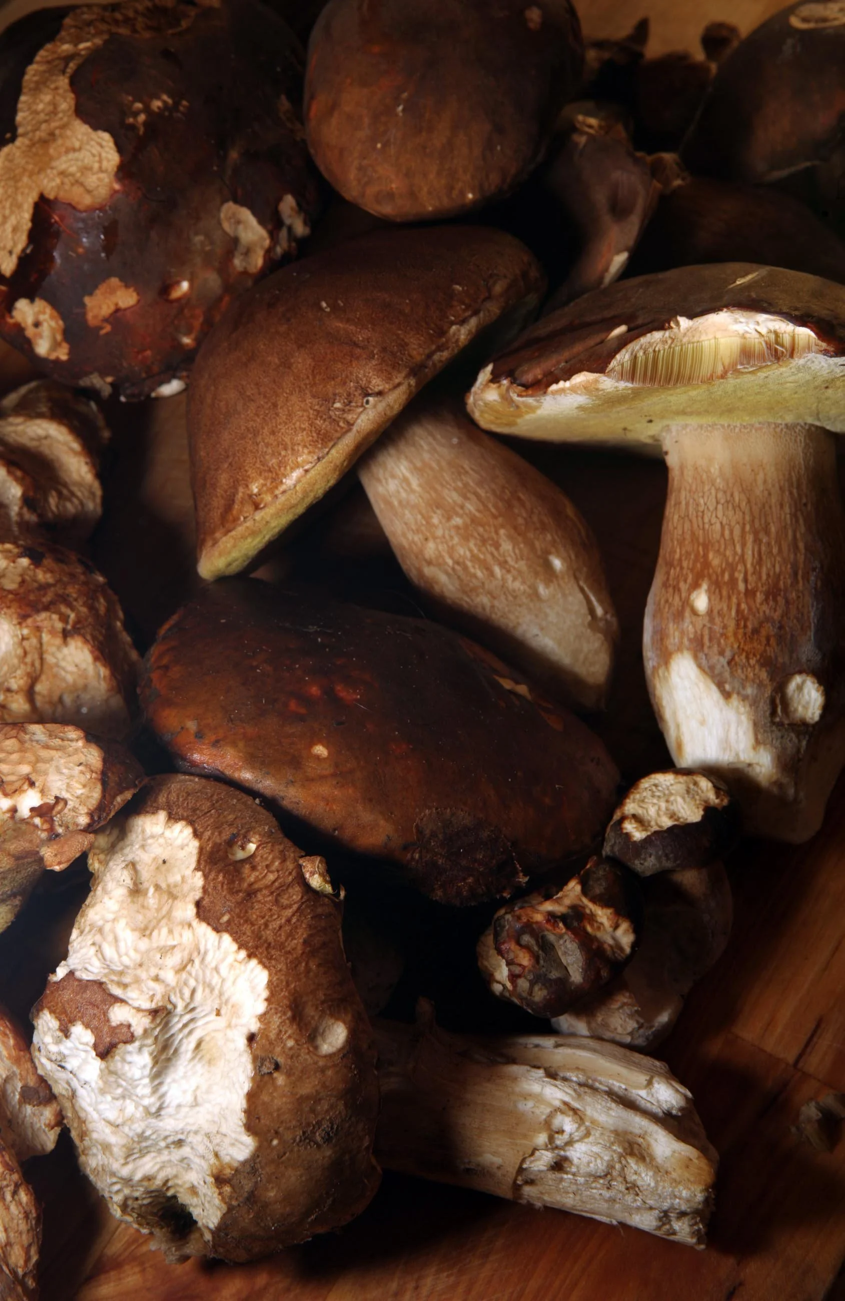 Cepes (porcini), Dordogne, France