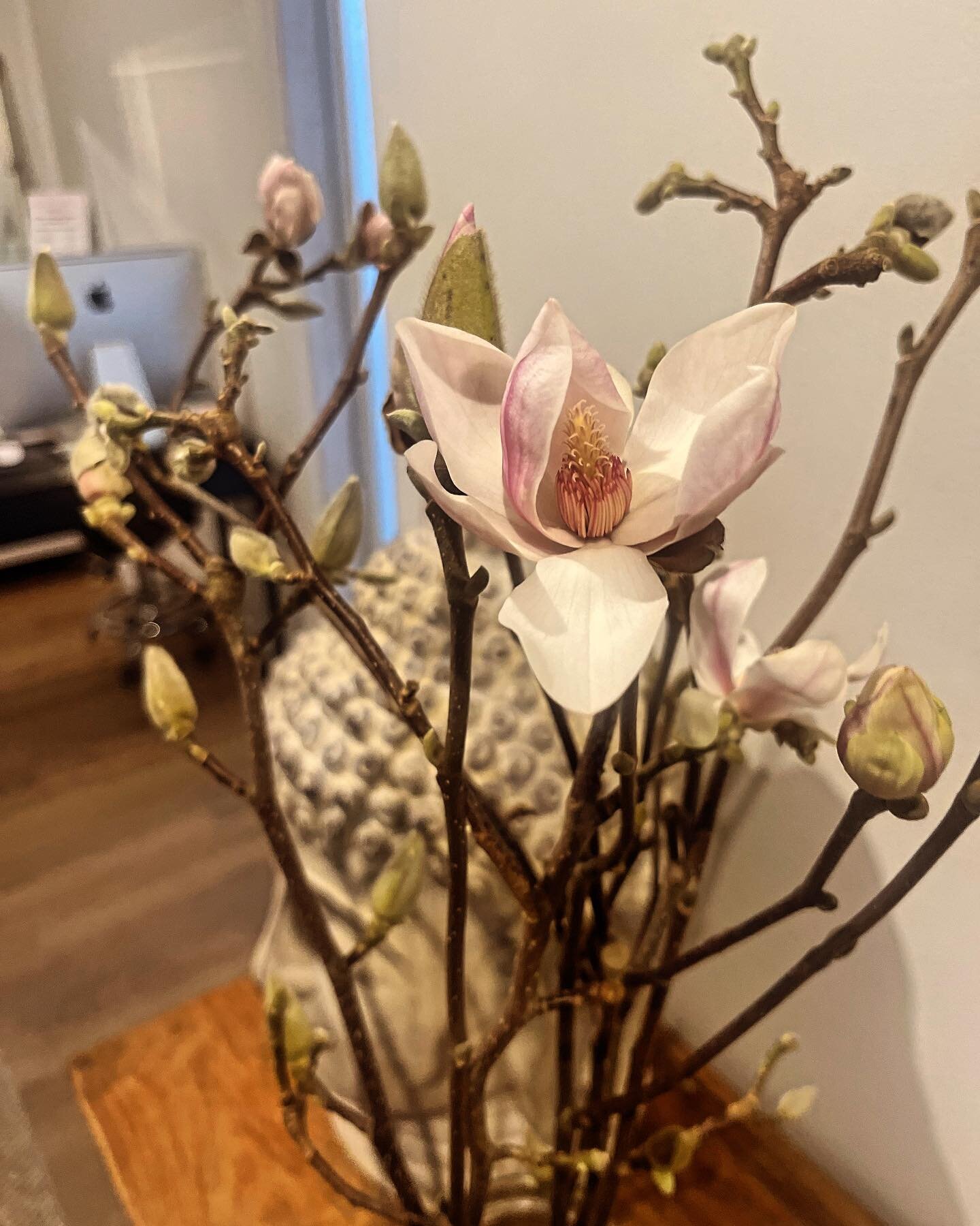 Sweet magnolias 🥰 Kev&auml;t tulee hiljalleen! Tervetuloa her&auml;ttelem&auml;&auml;n kehoa.

www.hellome.fi 

#jooga #pilates #barre #helsinki #hieronta #osteopatia #shiatsu #rosenmetodi