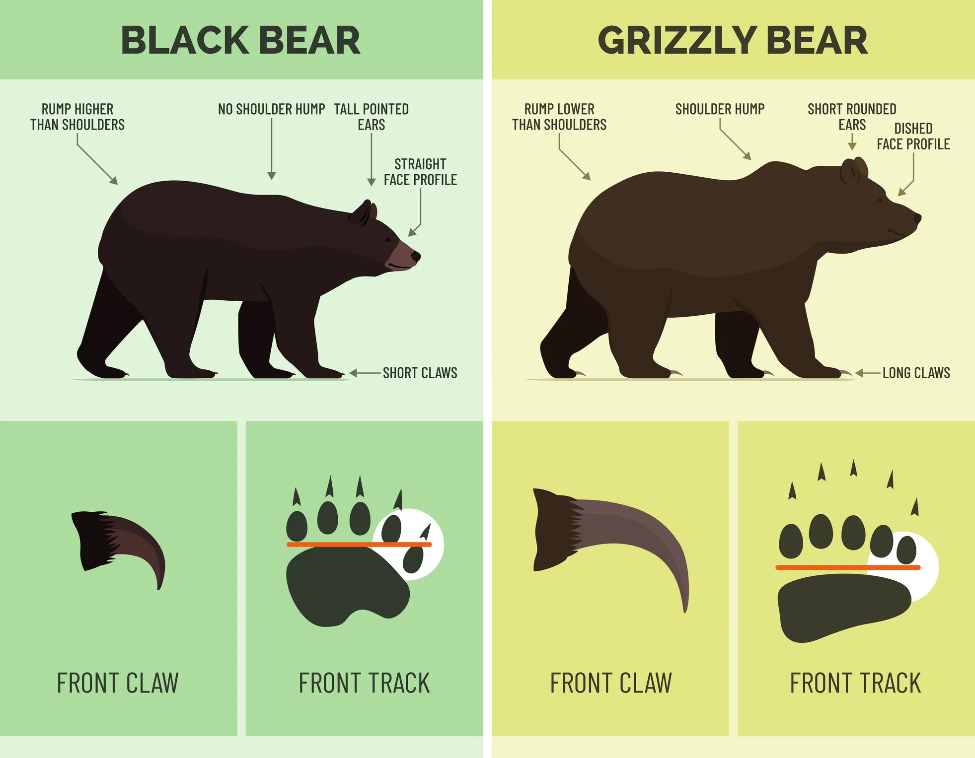 Brown Bear And Grizzly Bear