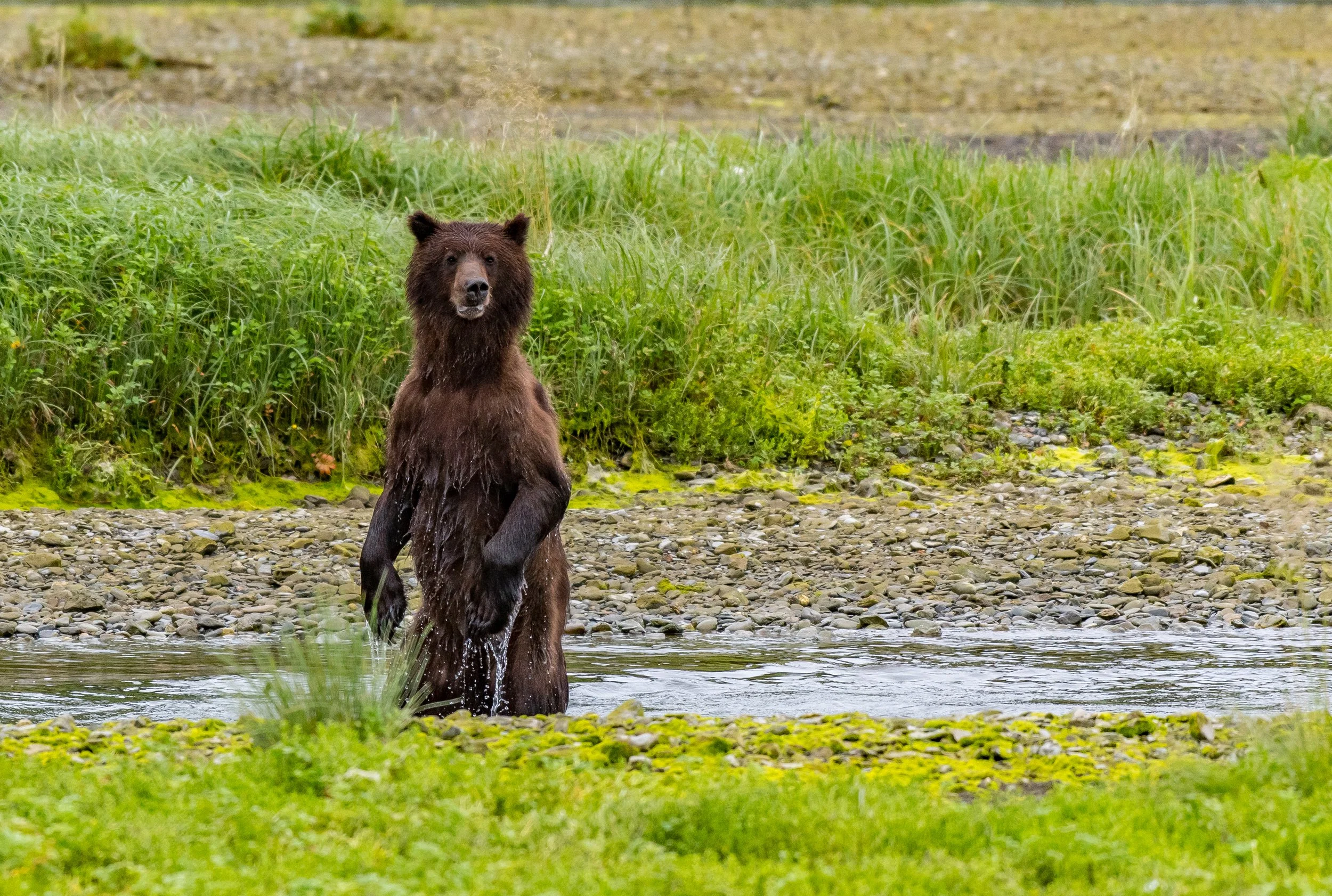 Behaviour — Get Bear Smart