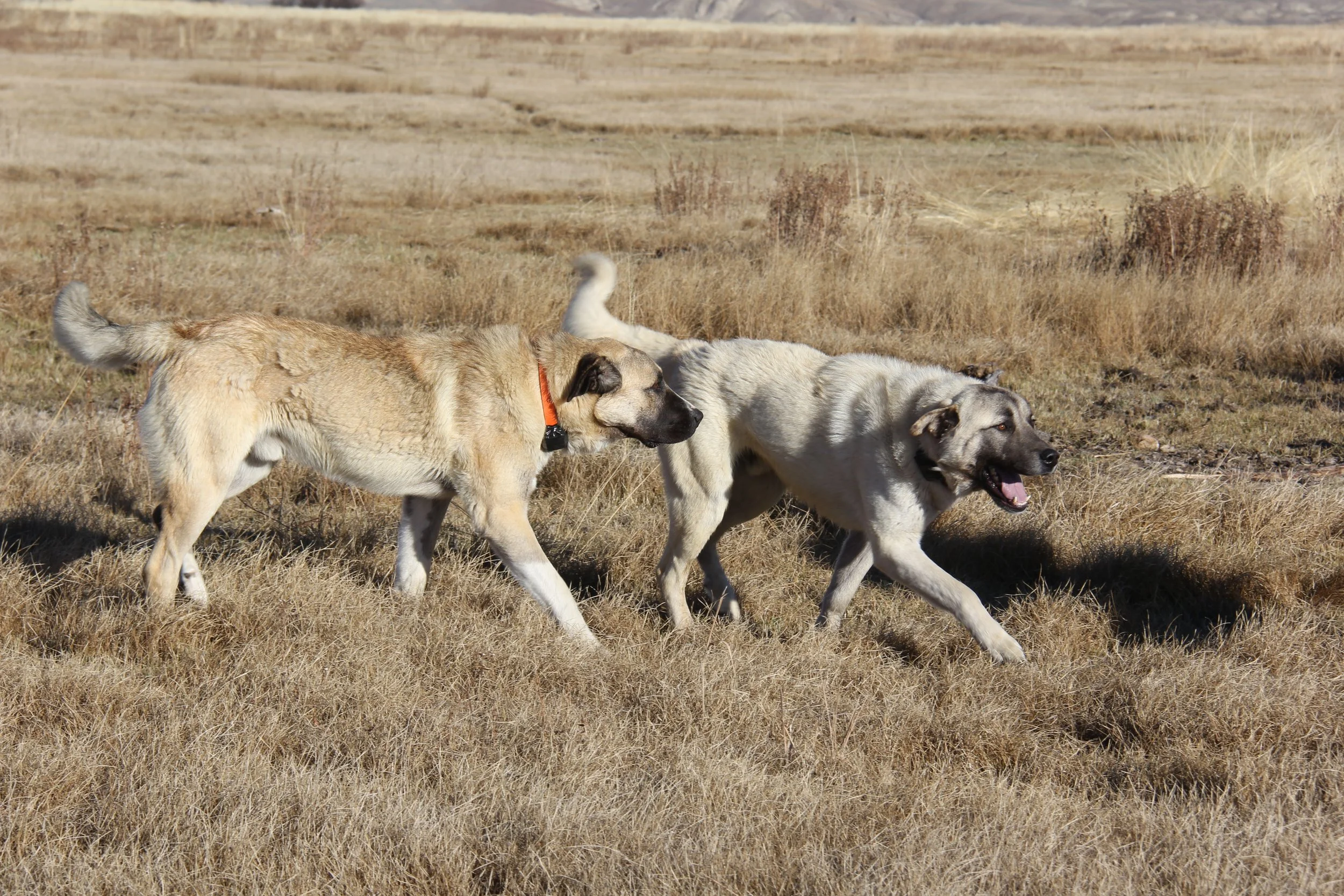 Livestock guardian dogs