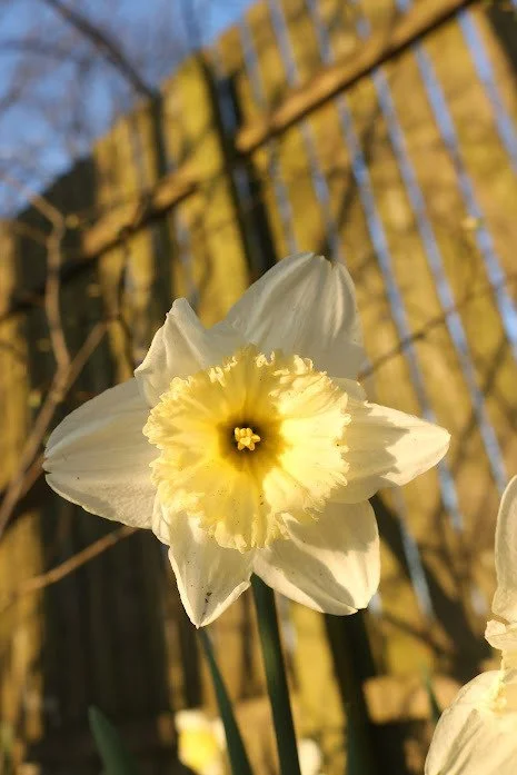 Daffodil3.jpg