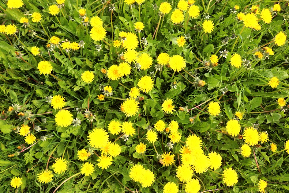 Dandelion4.png