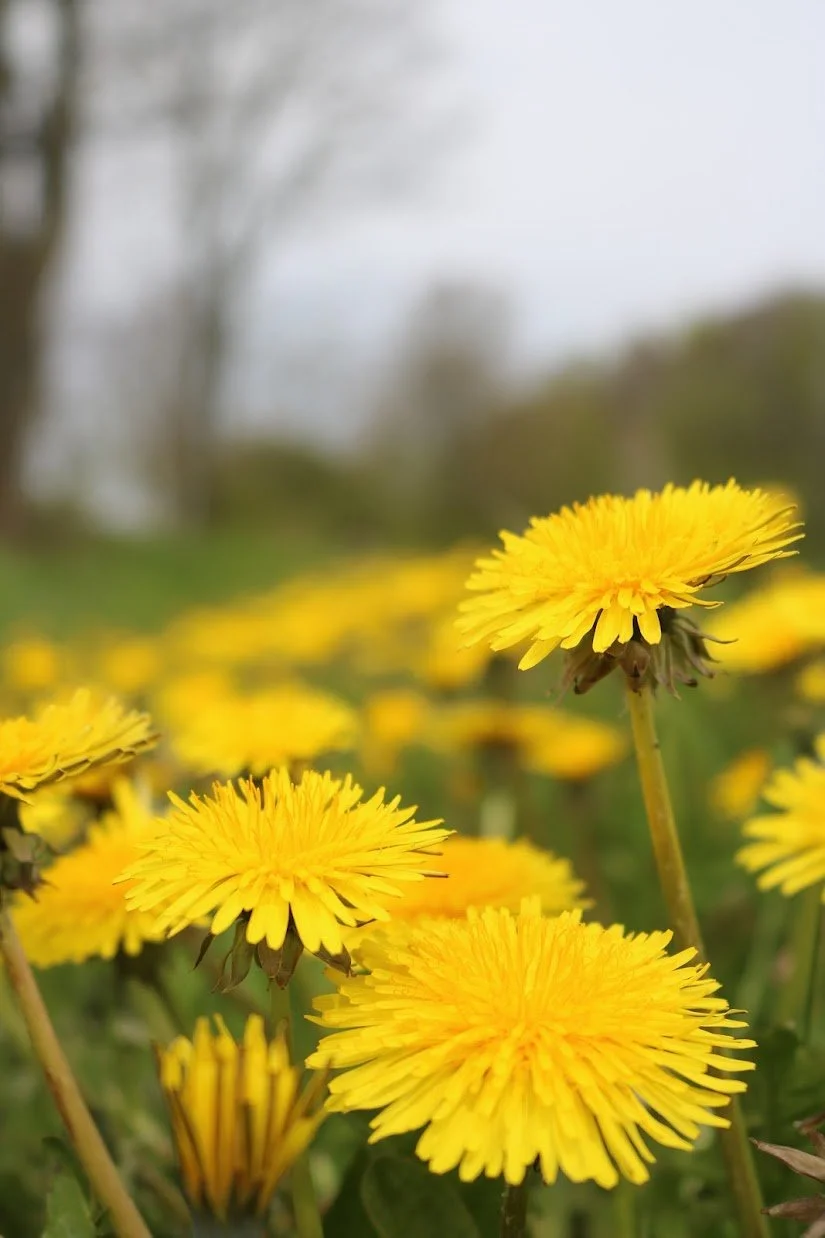 Dandelion6.JPG
