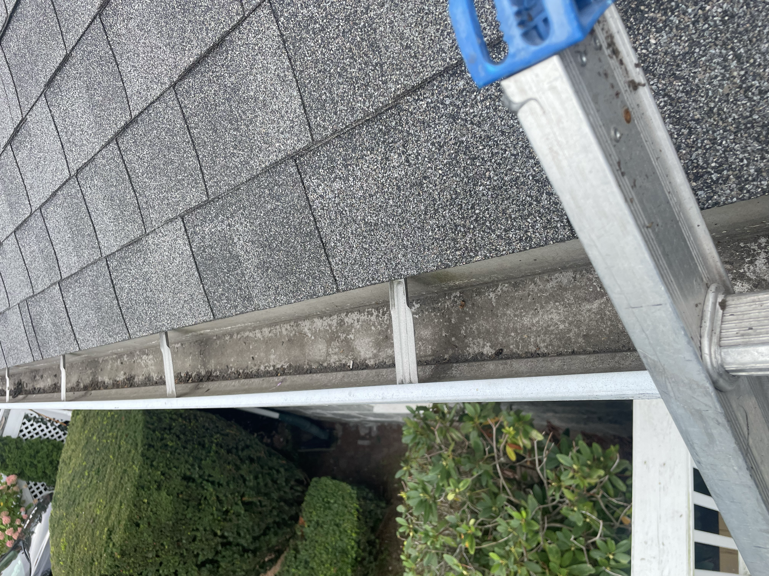 View of a shingled roof with an adjacent empty rain gutter and a metal ladder positioned against the roof. Green shrubs are visible below.