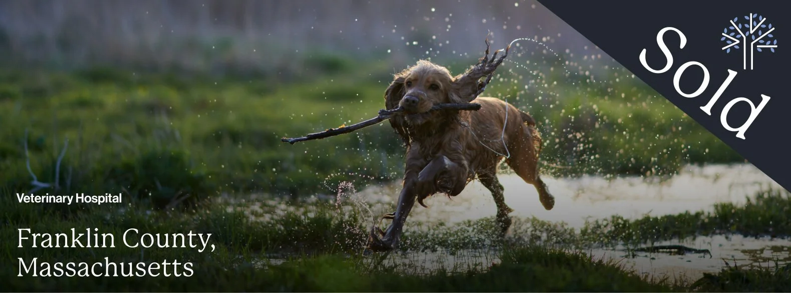 dog running with stick in its mouth through the water