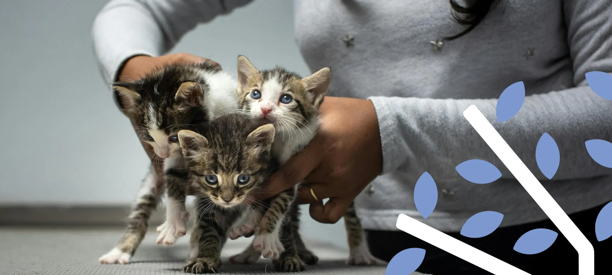 3 cats at a vets office being held