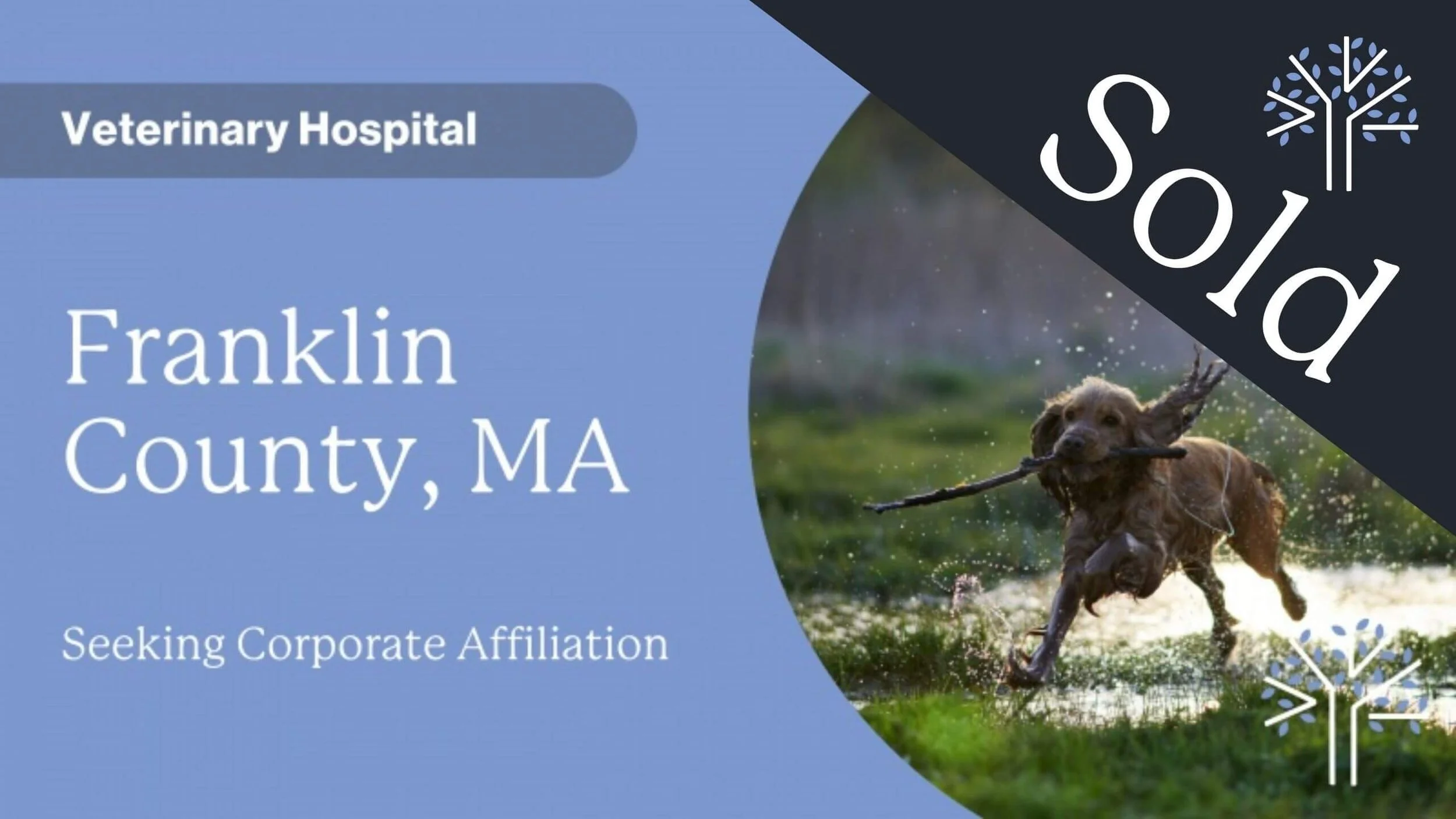 CLOSED - Franklin County MA dog running