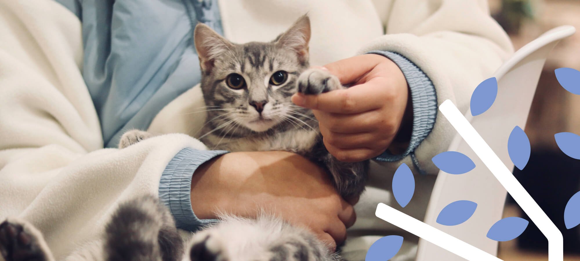 cat waving in vet office