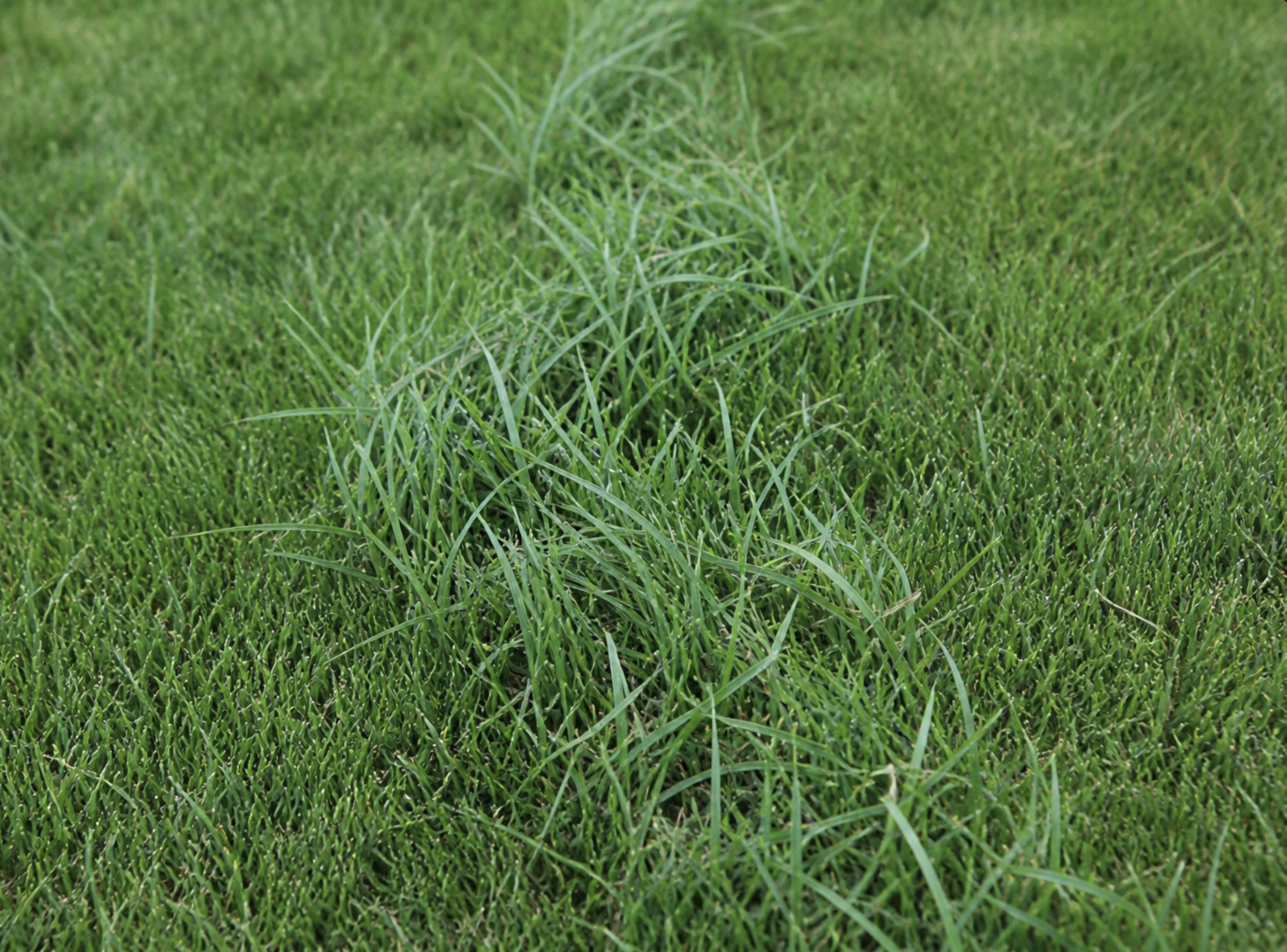When a Good Lawn Goes Bad