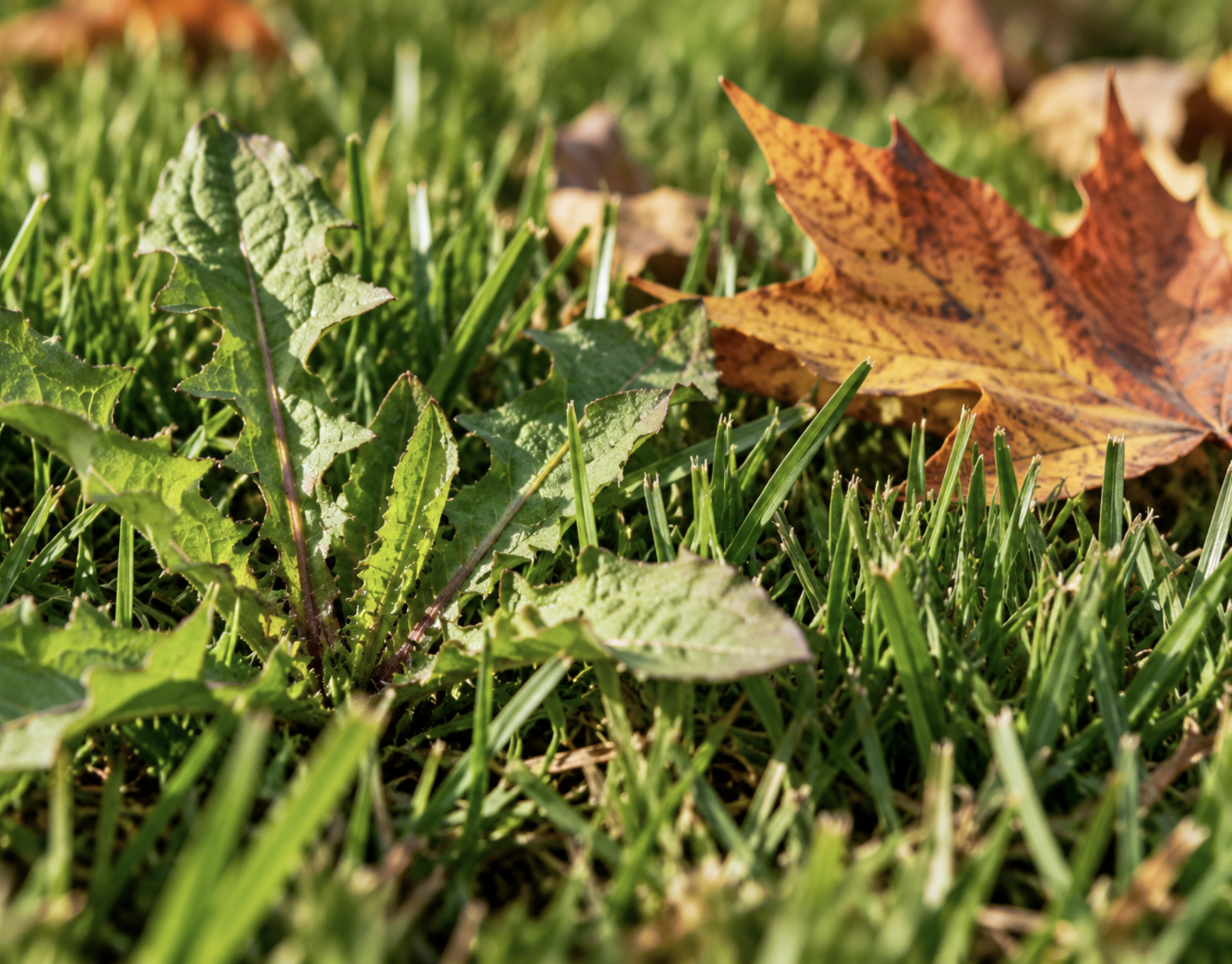 Why You'll Fall for Autumn Weed Control