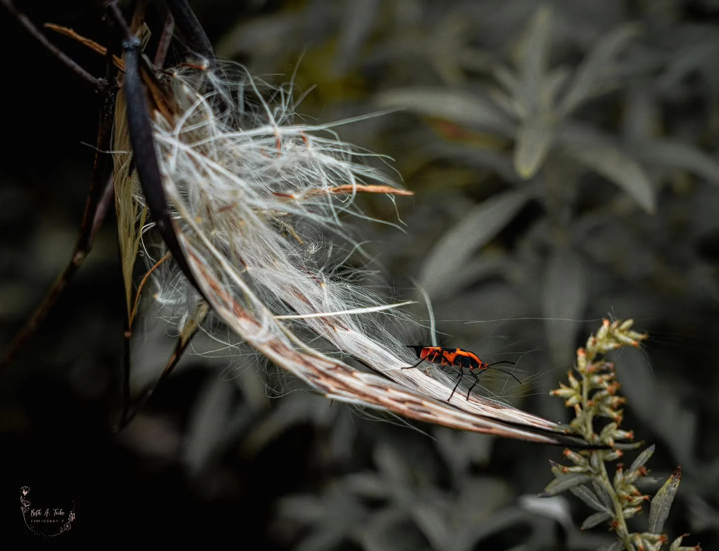 Aren't Large Milkweed Bugs perpetually ready for Halloween?  Love their orange and black.  Nature's way of celebrating autumn 🍂. 
.
.
.
#largemilkweedbug #orangeandblack #halloweencolors #autumncolors #autumnvibes #autumn #fall #fallvibes #fallcolor