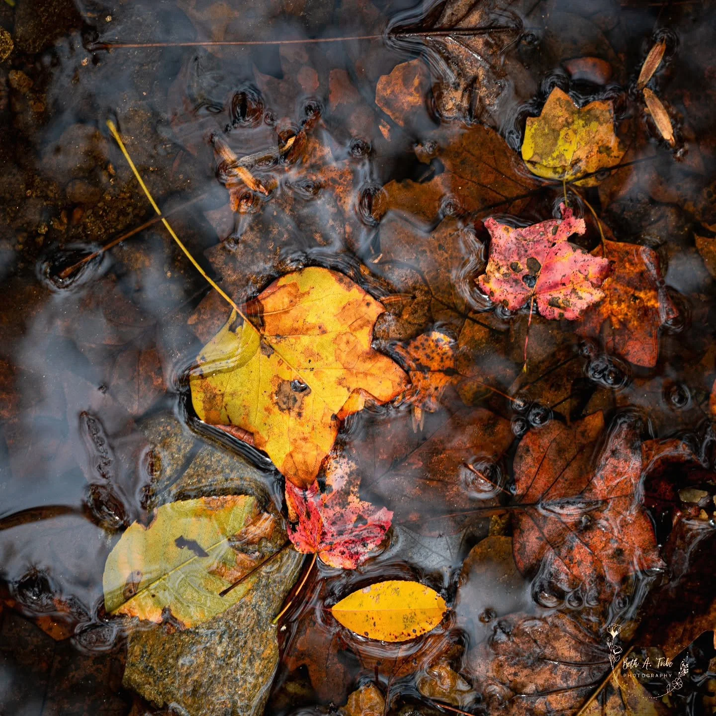 Nature's beauty drifts from above to below during autumn. The stream captures it to cling onto and enhance the colors. 
.
.
.
#autumn #autumncolors #autumnvibes #fall #fallvibes #fallcolors #fallingleaves #sony #sonya7ⅳ #sonyalphafemale #sonyalpha #s
