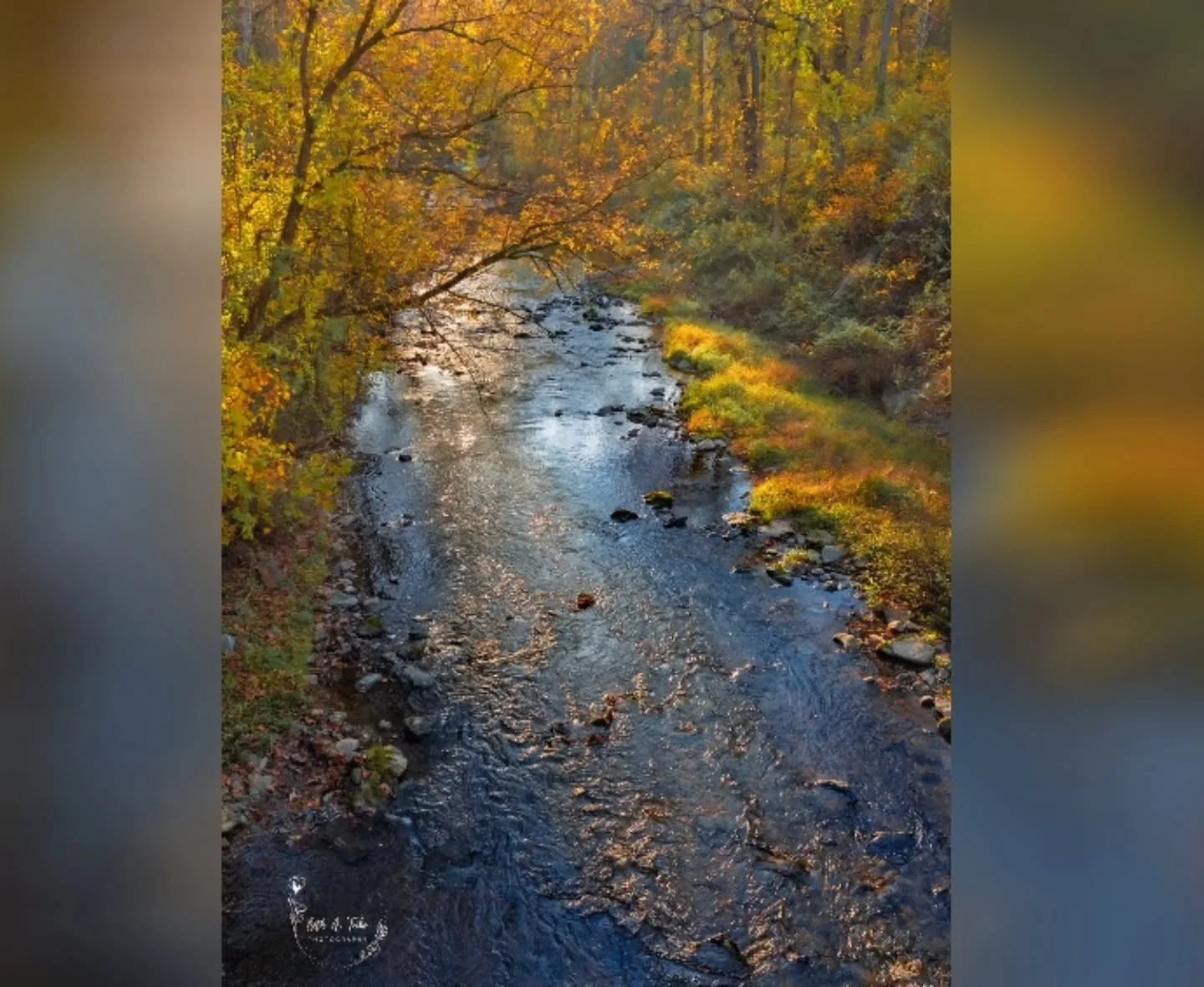 Upper Gunpowder Falls in the morning light. Autumn this year has been better than I thought it might be due to our drought conditions. 
.
.
.
#autumn #autumncolors #autumnvibes #uppergunpowderfalls #fall #fallvibes #fallcolors #autumnleaves🍂 #gunpow