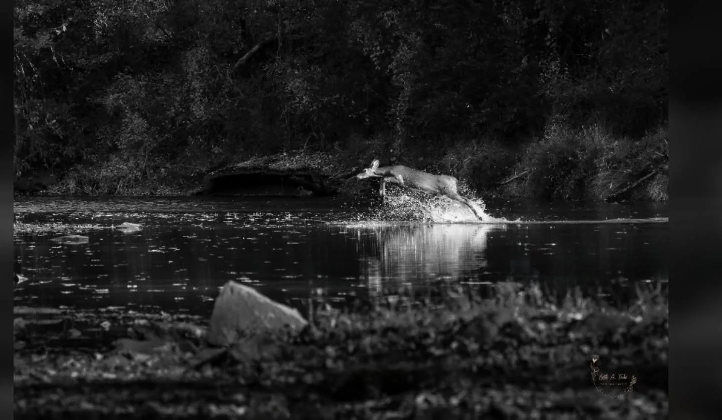 SPLASH!!💦

I was treated to a surprise while out capturing the autumn colors.  Out of the bushes a doe jumped into the river to cross it.
.
.
.
#doe #deer #patapscoriver #libertydam #pvsp #patapscovalleystatepark #rivercrossing #bw #bnw #bwphotograp