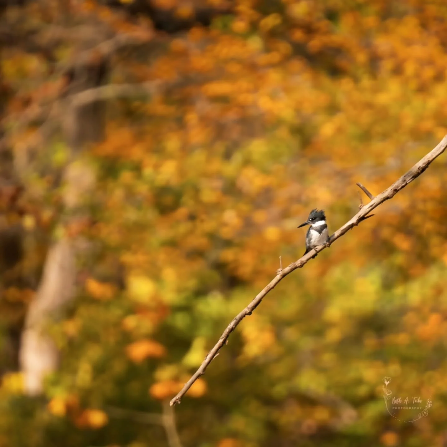 Devil Bird in Autumn 

I've nicknamed the Belted Kingfisher, devil bird, because he taunts me everywhere I go but never sits still long enough for a shot. 

That was until the other day!  Guess I need a new nickname. 
.
.
.
#beltedkingfisher #autumn 