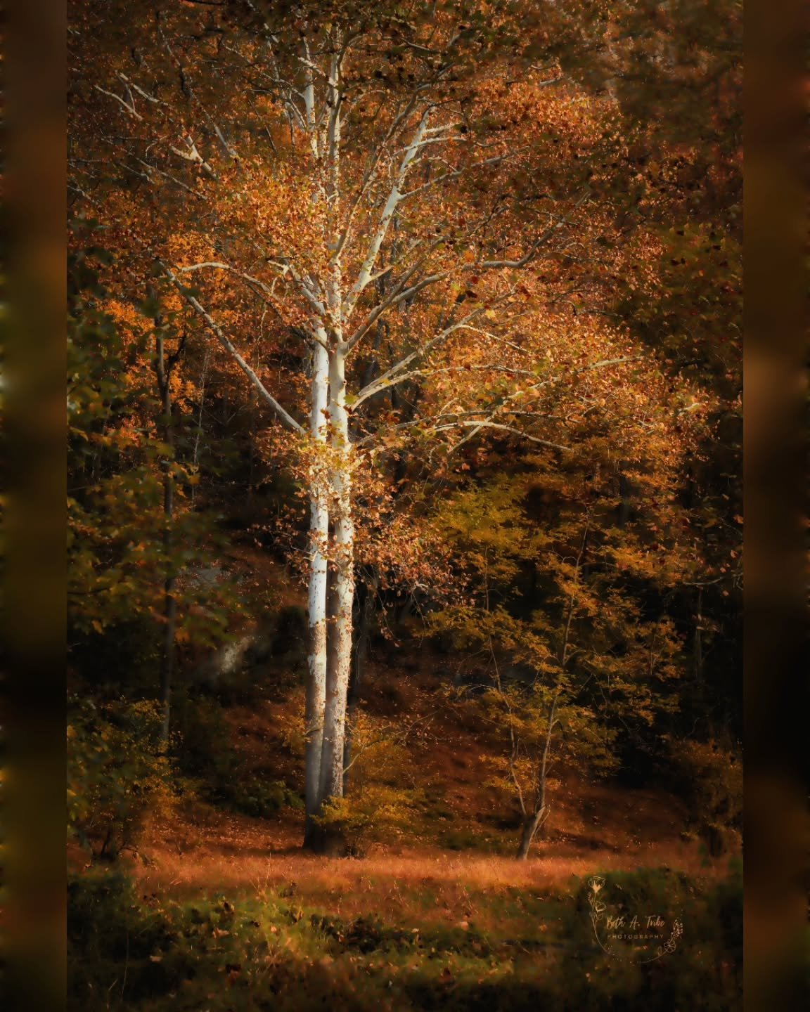 &quot;Ghostly Twins&quot;

This pair of Sycamore trees (or I call them ghost trees) caught my eye while walking through the McKeldin area of Patapsco Valley State Park. 
.
.
.
#pvsp #sycamoretree #ghosttrees #patapscovalleystatepark #mckeldin #autumn