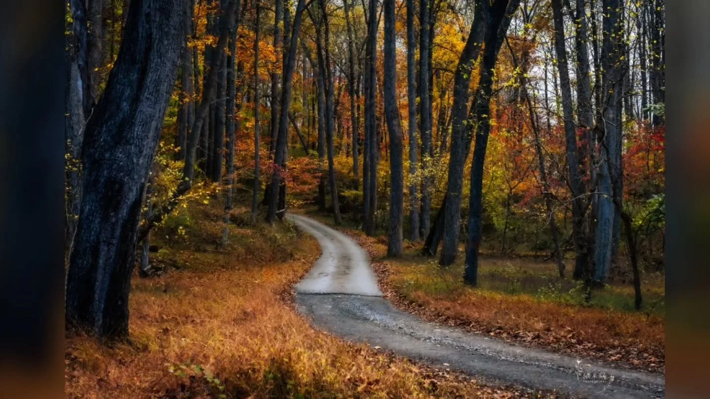 &quot;Whispers of Autumn&quot;

Private road that goes behind the AGC off Marriottsville Rd was in full autumn glory after a recent rain.
.
.
.
#autumn #autumncolors #autumnvibes #autumnleaves #fall #fallvibes #fallcolors #fallingleaves #sony #sonya7