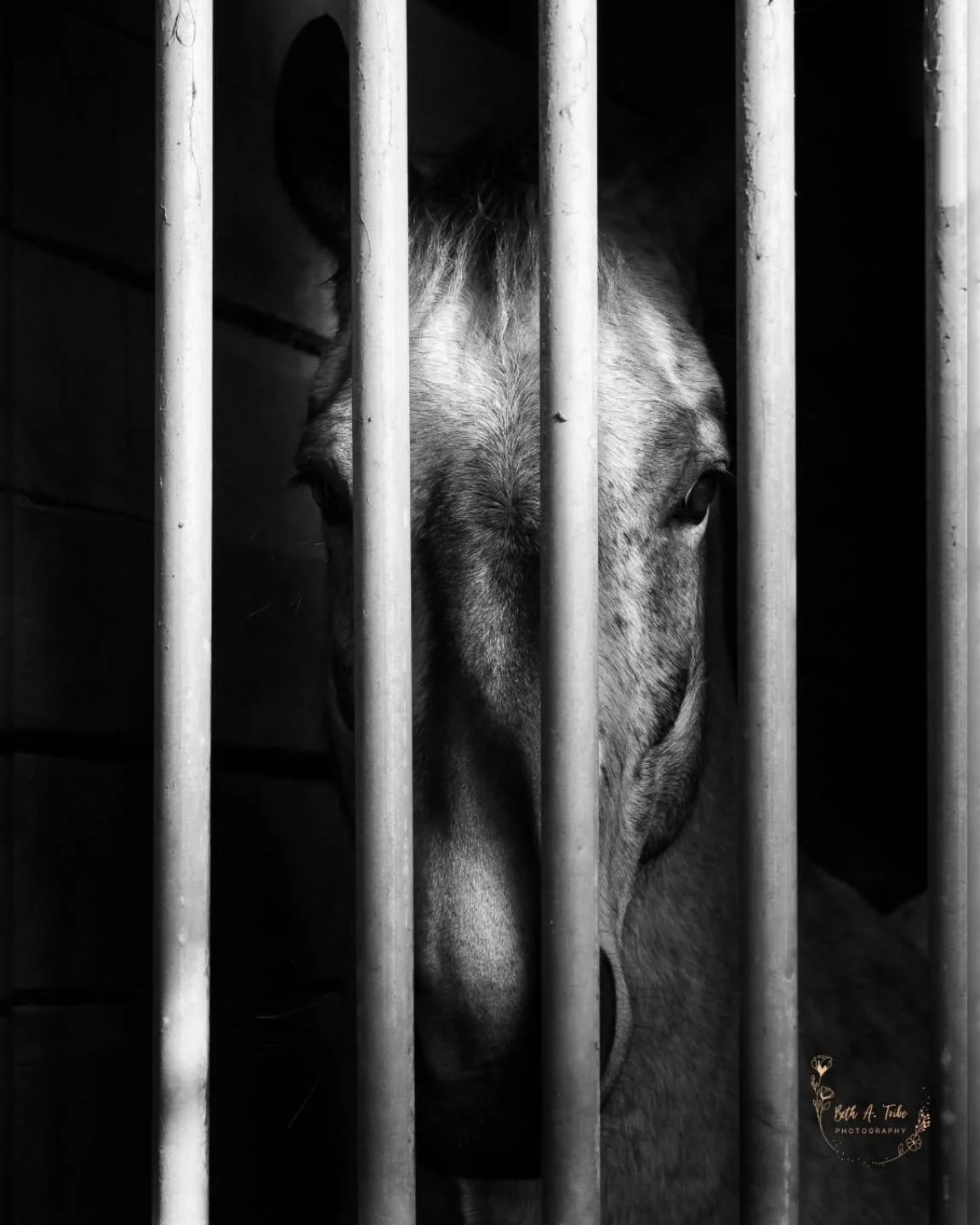 Meet Flint, a Appaloosa and Friesian cross.  He is just a stunning beauty. 
.
.
.
#horse #appaloosafriesiancross #youngmansfancydr #horseboarding #bw #bwphotography #bnw #bnwphotography #sony #sonya7ⅳ #sonyalphafemale #sonyphotography #sonyalpha #son